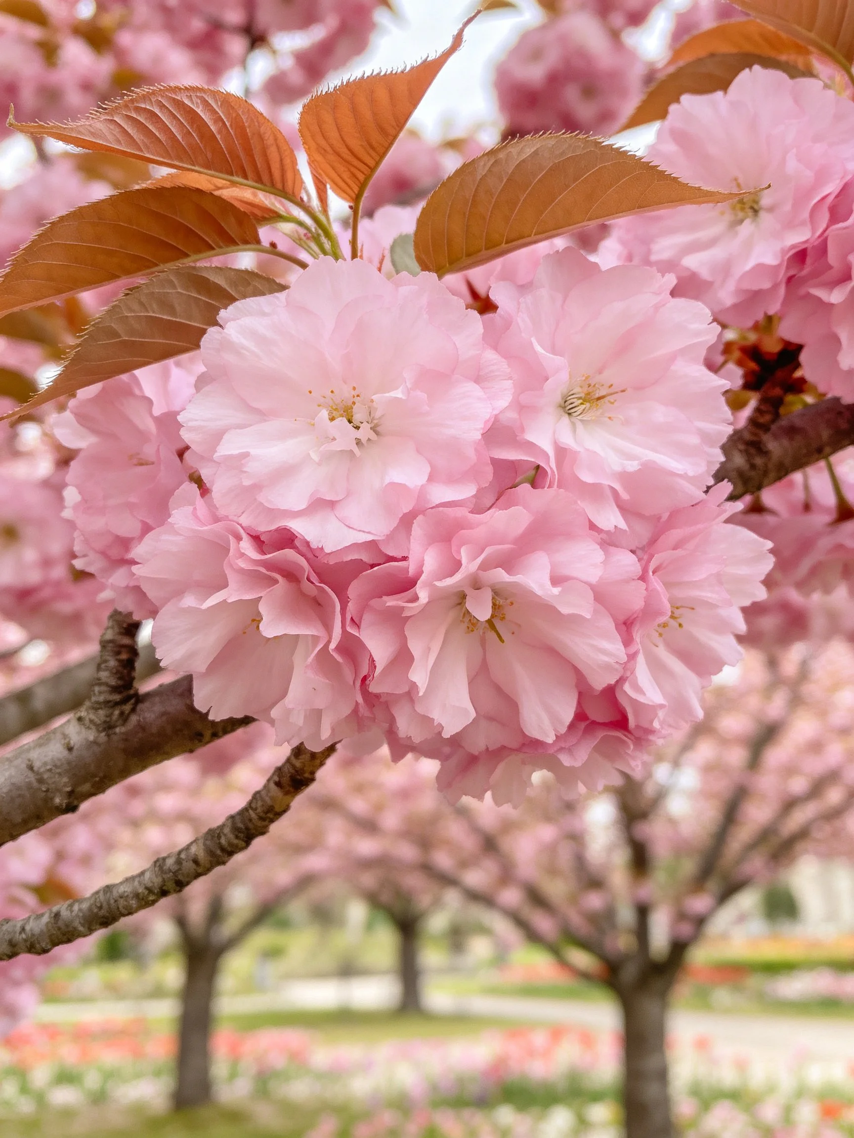 Dense pink cherry blossom clusters with reddish-brown leaves on tree branches