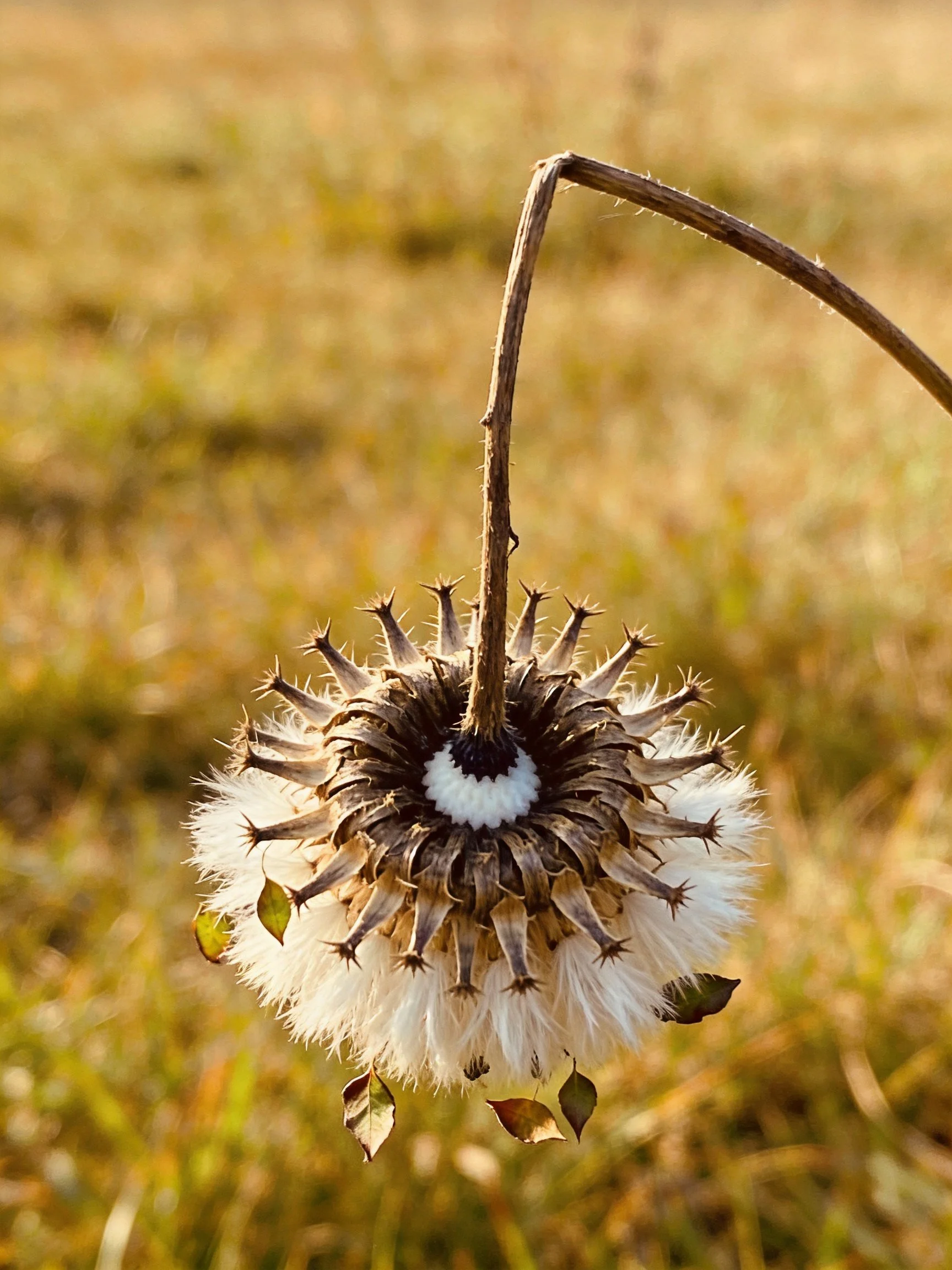 Dried Spiky Flower Head with White Seed Tufts on Curved Stem
