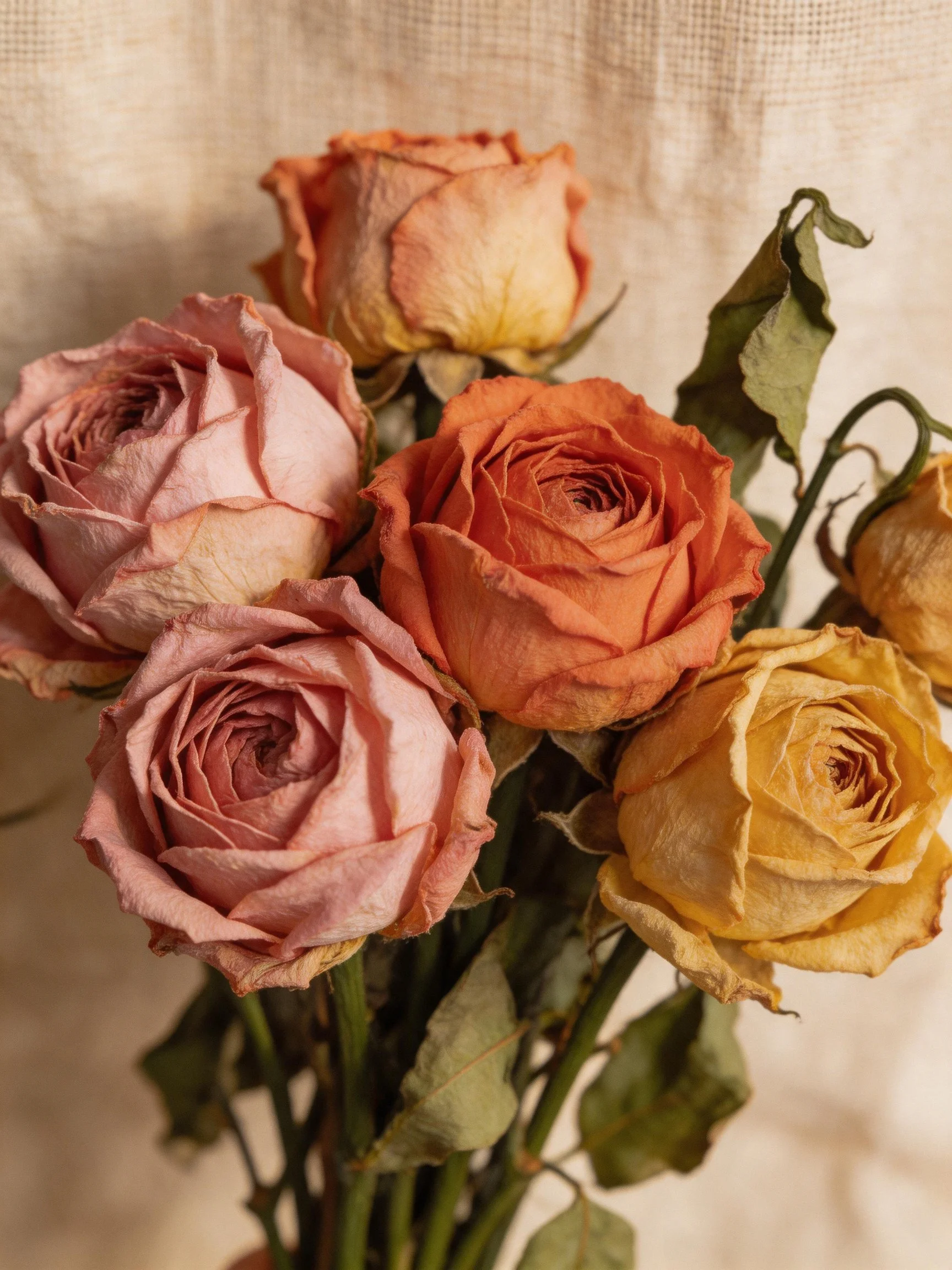 Dried roses in soft pink, orange, and yellow hues with wilted petals