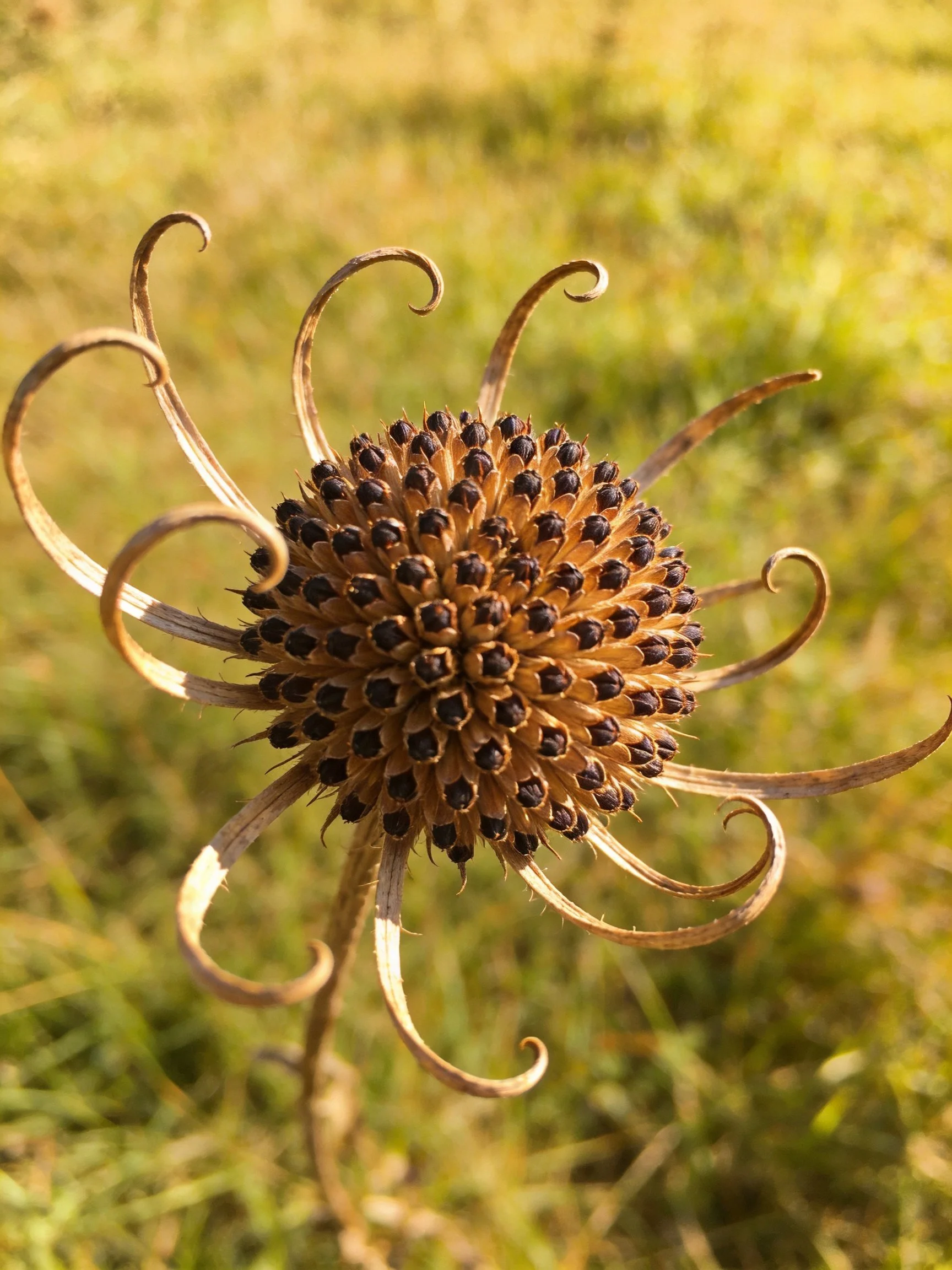 Dried spherical seed head with curled golden-brown petals