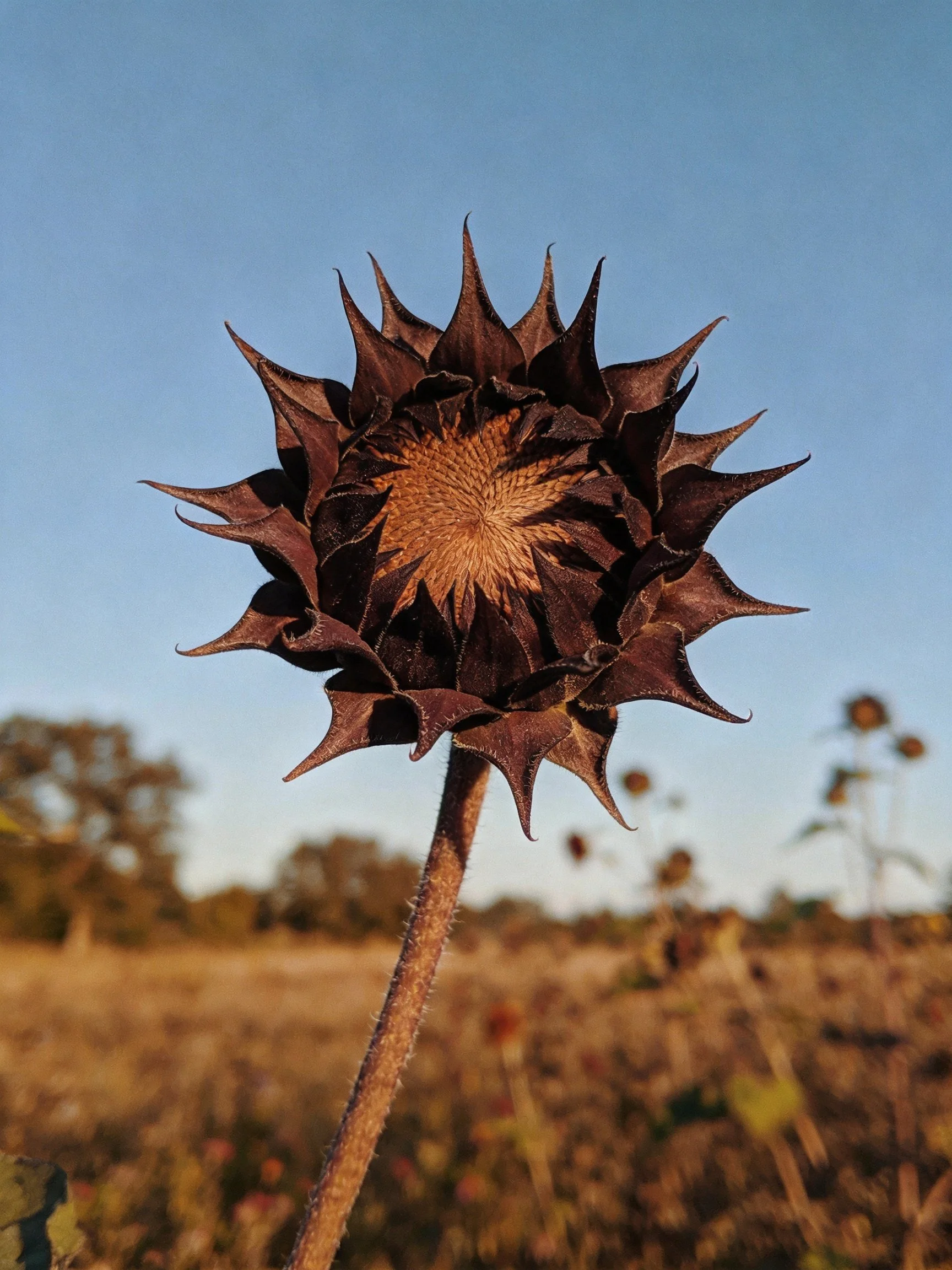 Dried sunflower head with dark brown spiky petals under clear blue sky