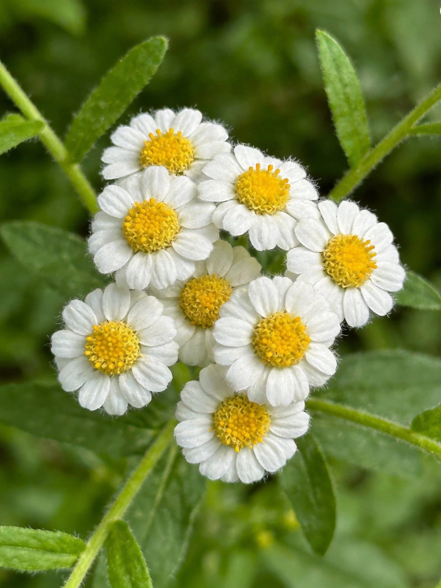 Eight small white daisy - like flowers with yellow centers among green leaves