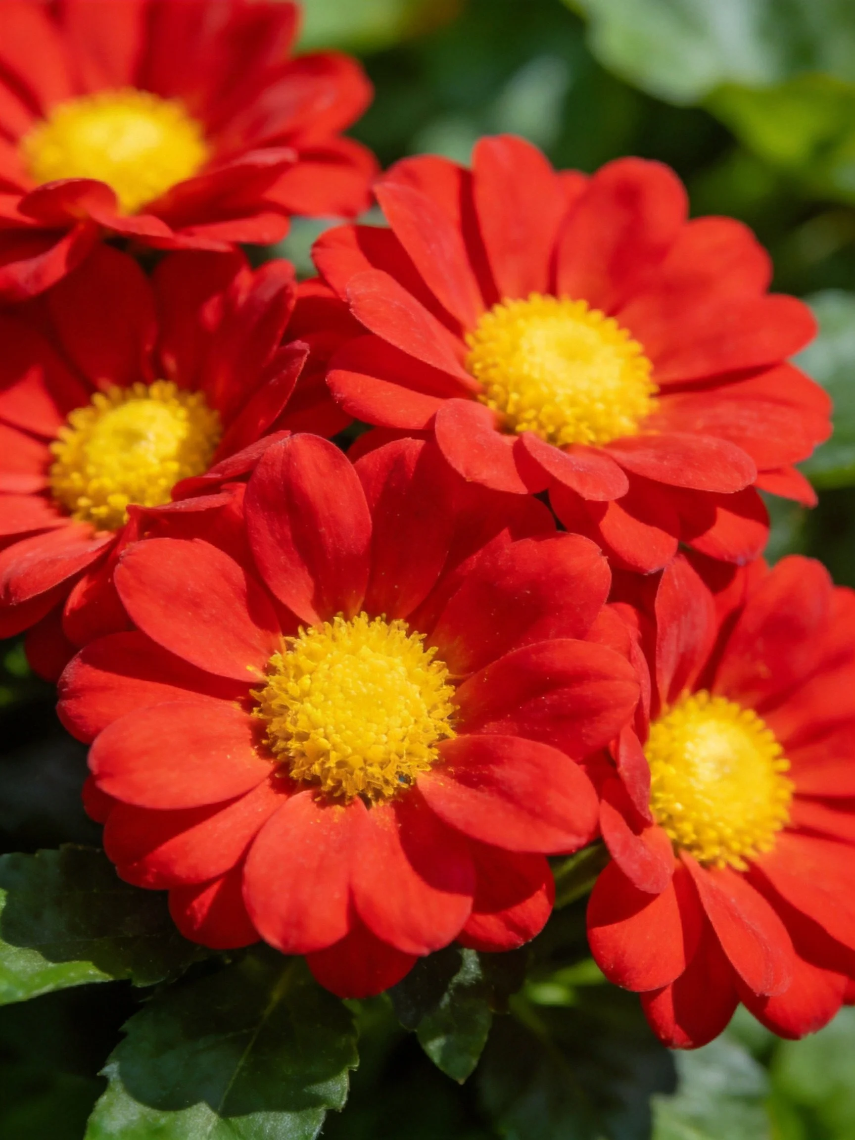Five bright red flowers with vivid yellow centers clustered together