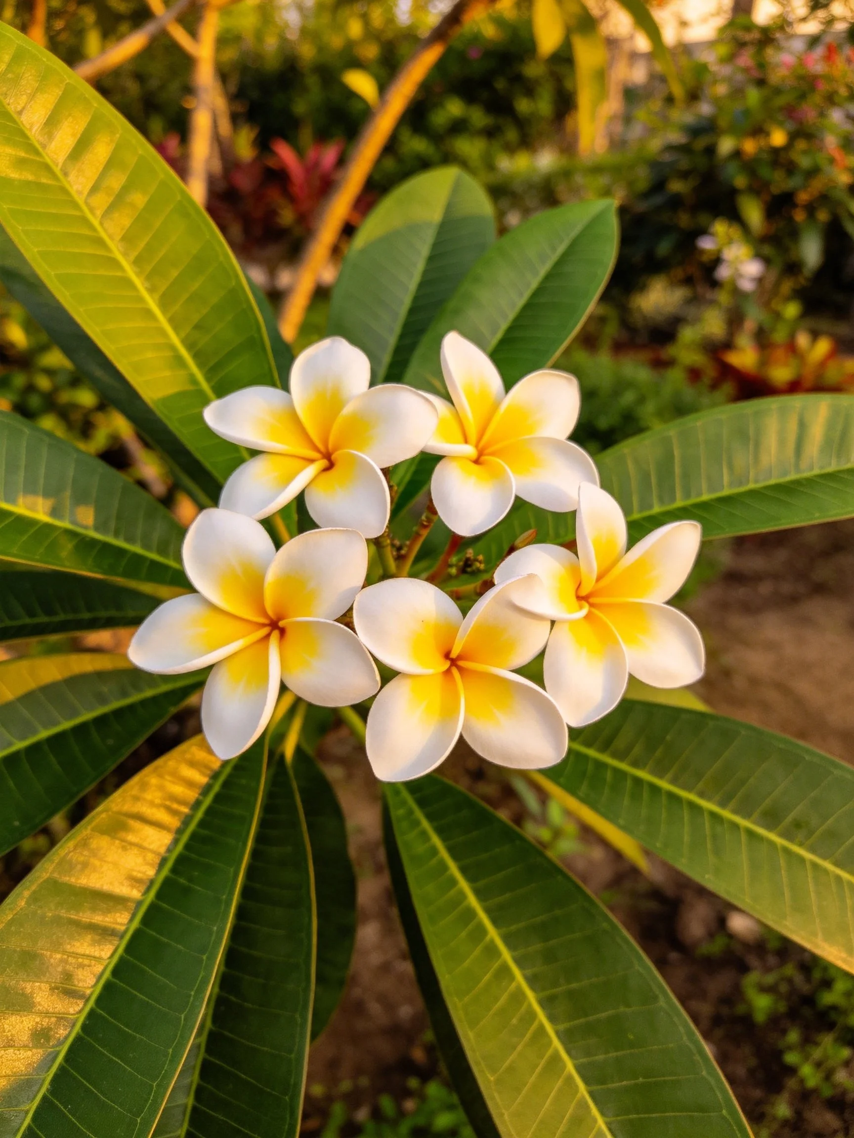 Five frangipani flowers with white and yellow petals amid broad green leaves