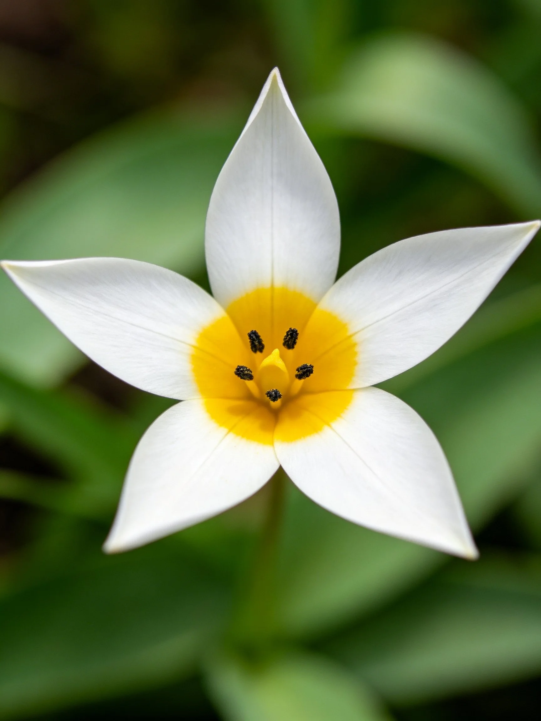 Five - petal white flower with bright yellow center