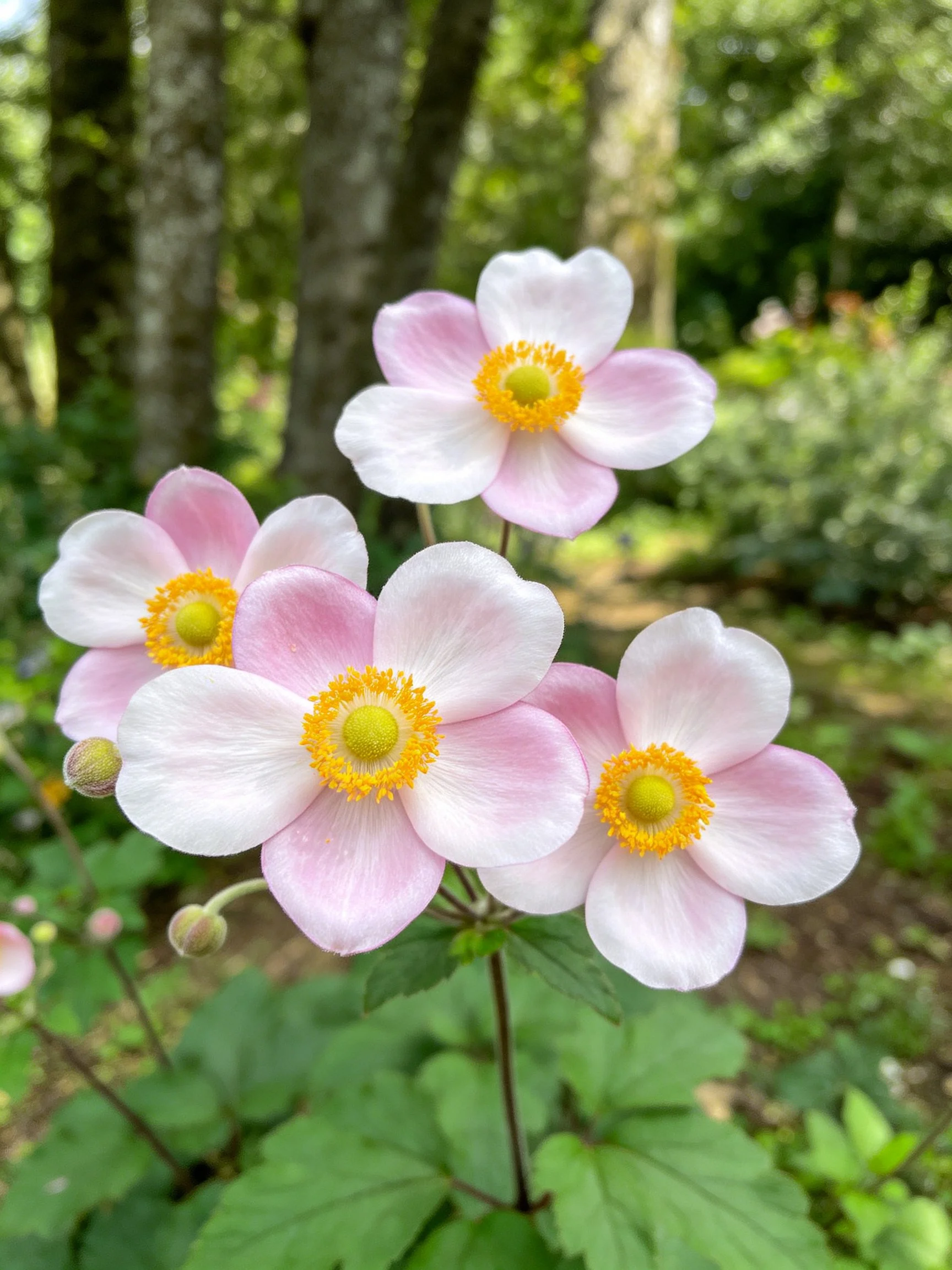 Five pink and white anemone flowers bloom among forest vegetation.
