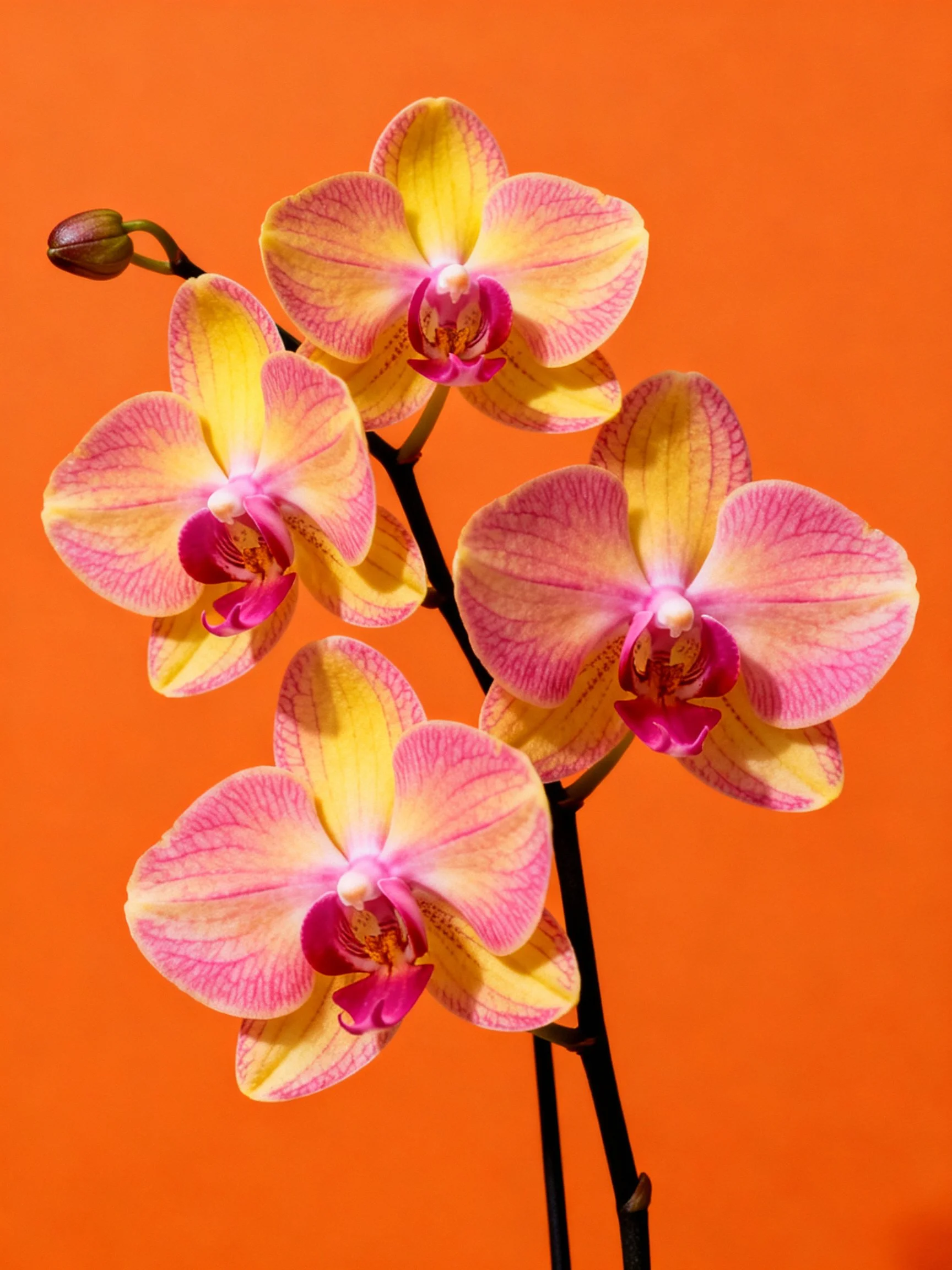 Five pink and yellow orchid blooms with a bud on dark stem against orange