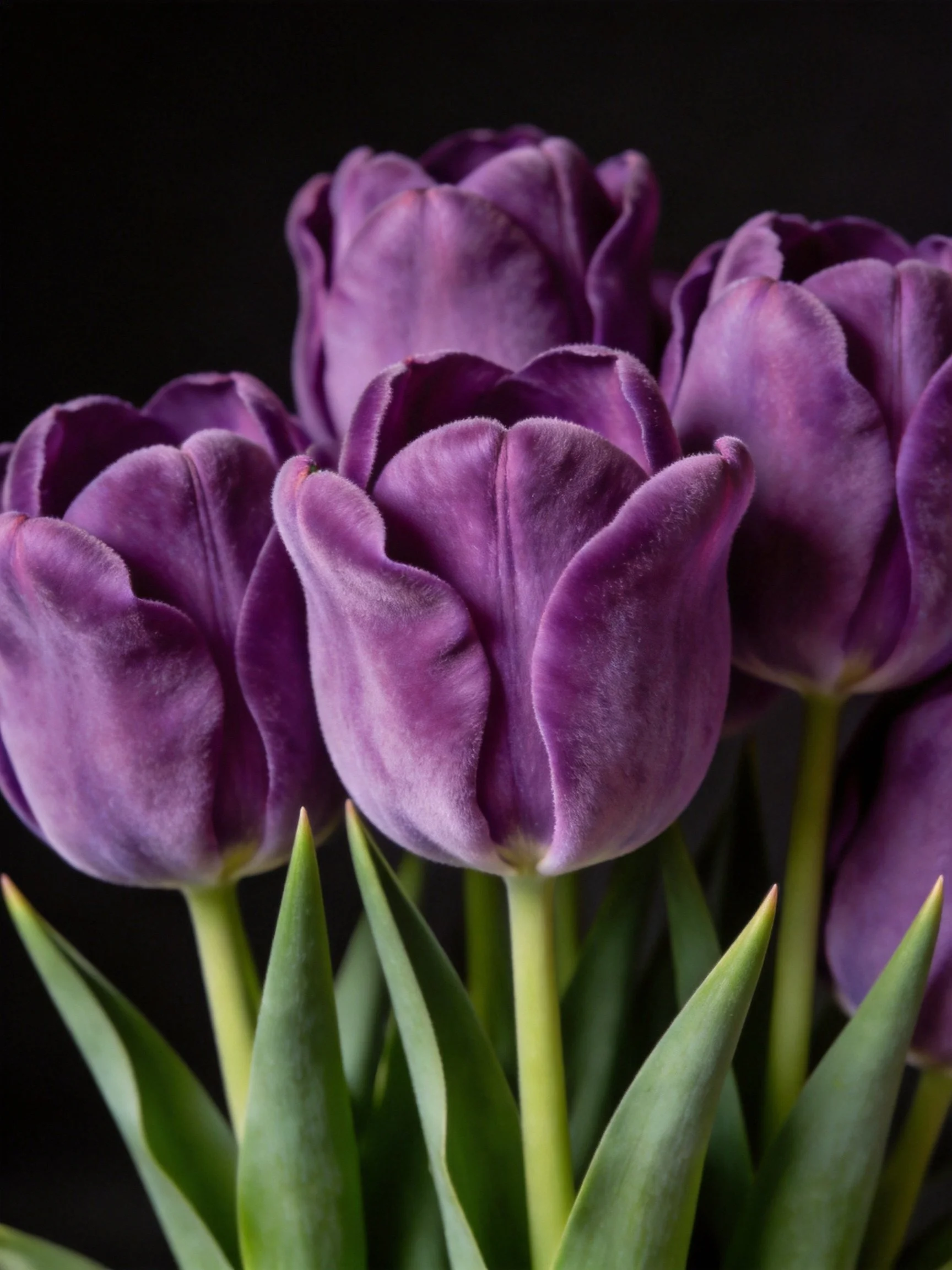 Five rich purple tulips with green foliage