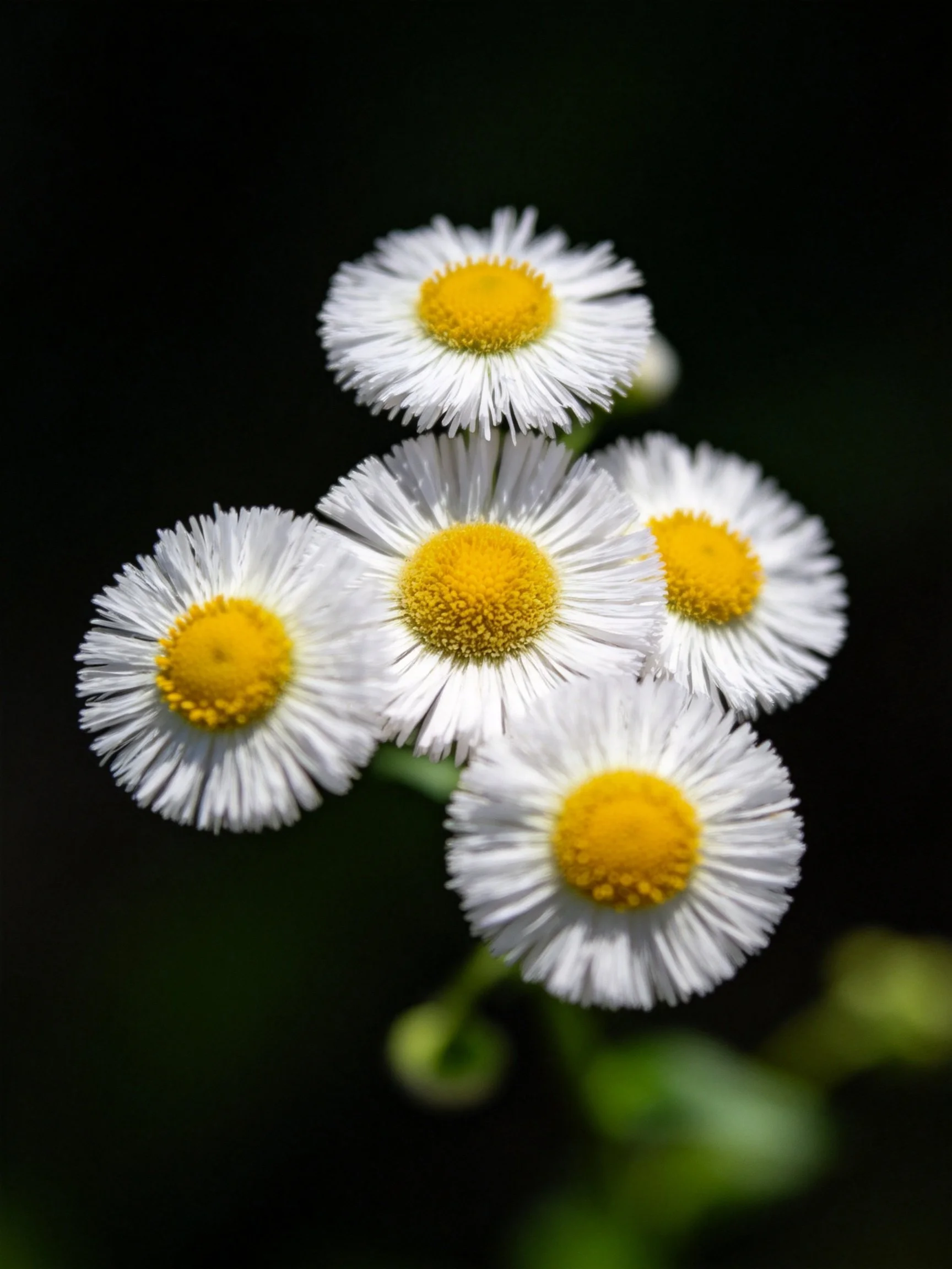 Five small white daisies with bright yellow centers against dark backdrop