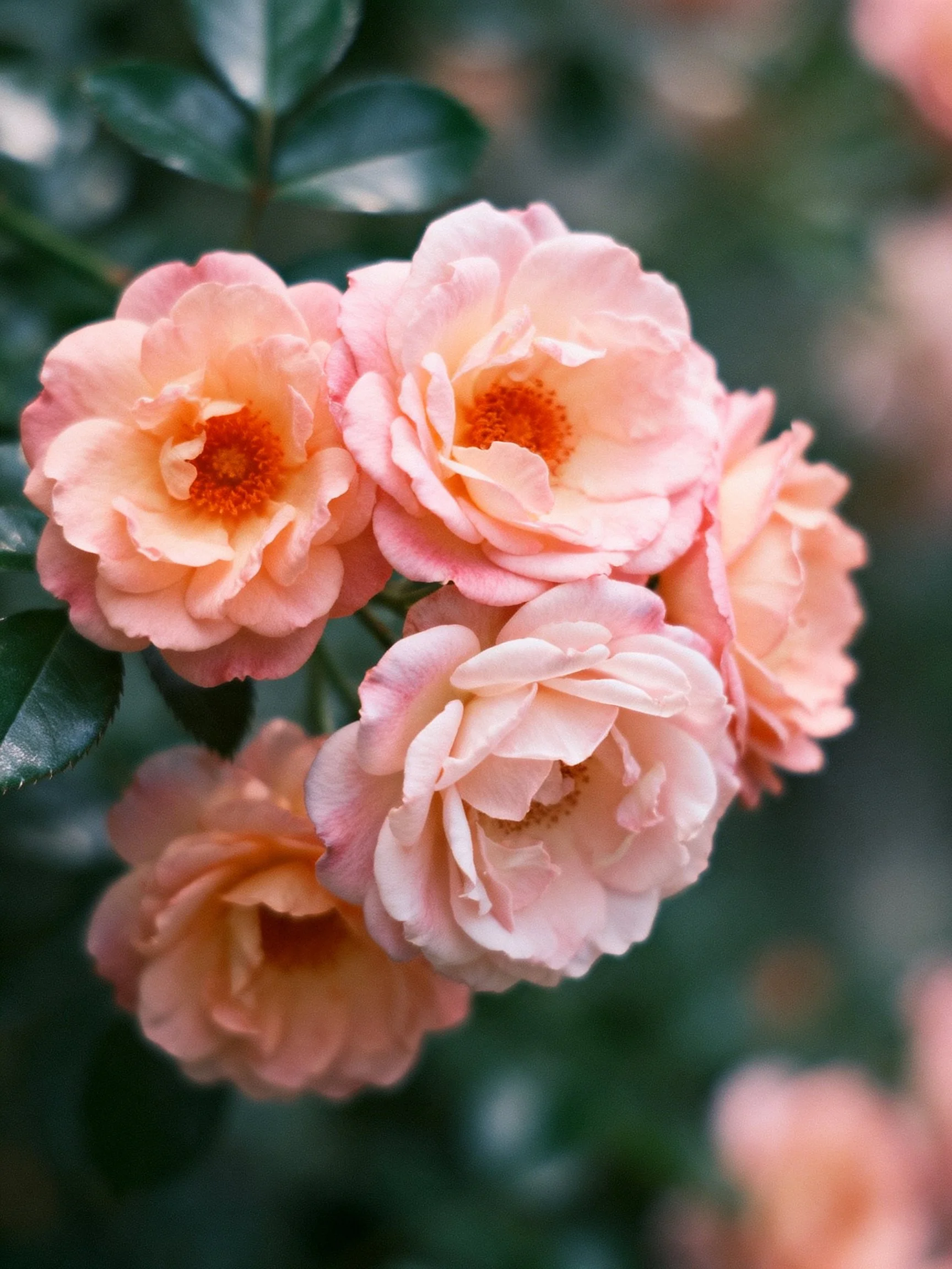 Five soft pink roses cluster among dark green foliage