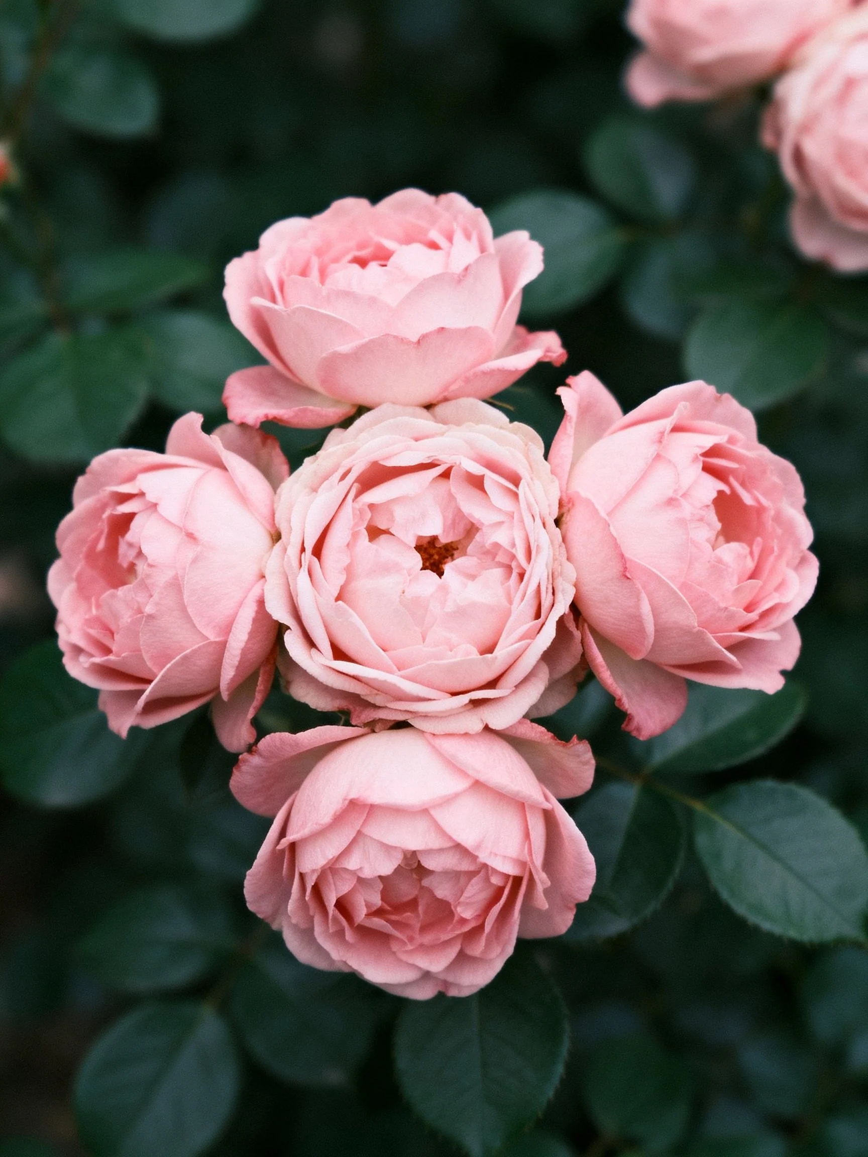 Five soft pink roses clustered among dark green foliage