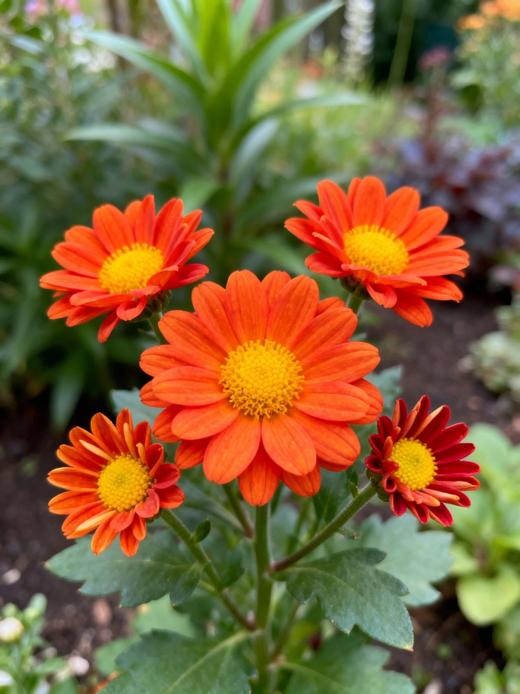 Five vibrant orange flowers with yellow centers in a lush garden