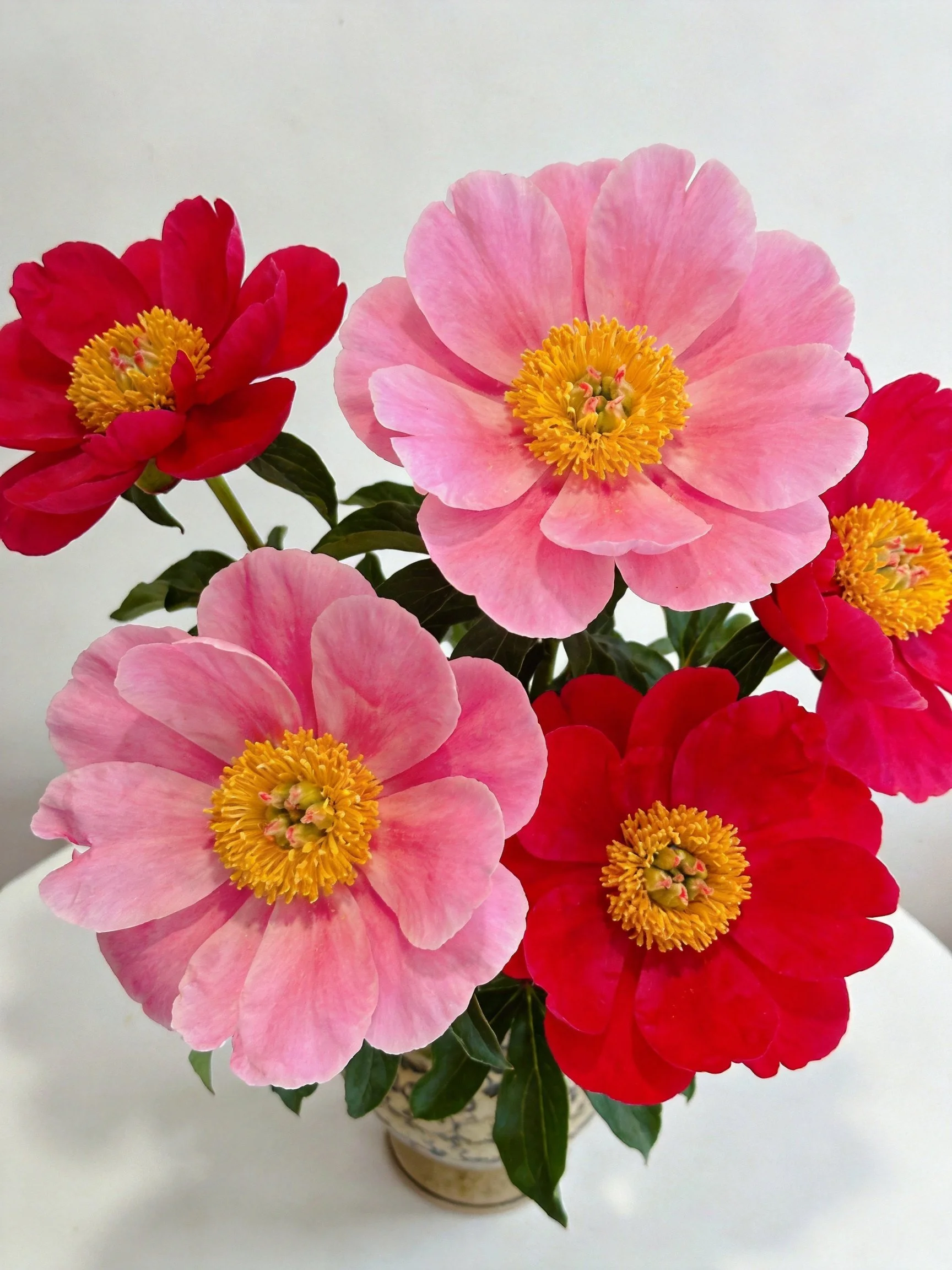 Five vibrant peonies in pink and red hues arranged in a vase