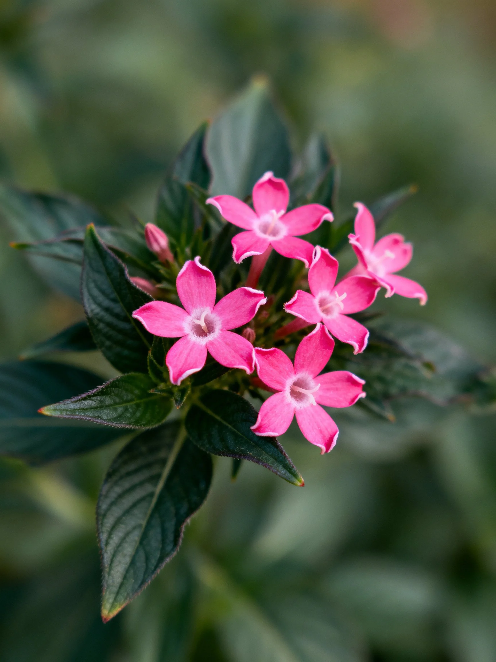Five vibrant pink flowers clustered among dark green foliage
