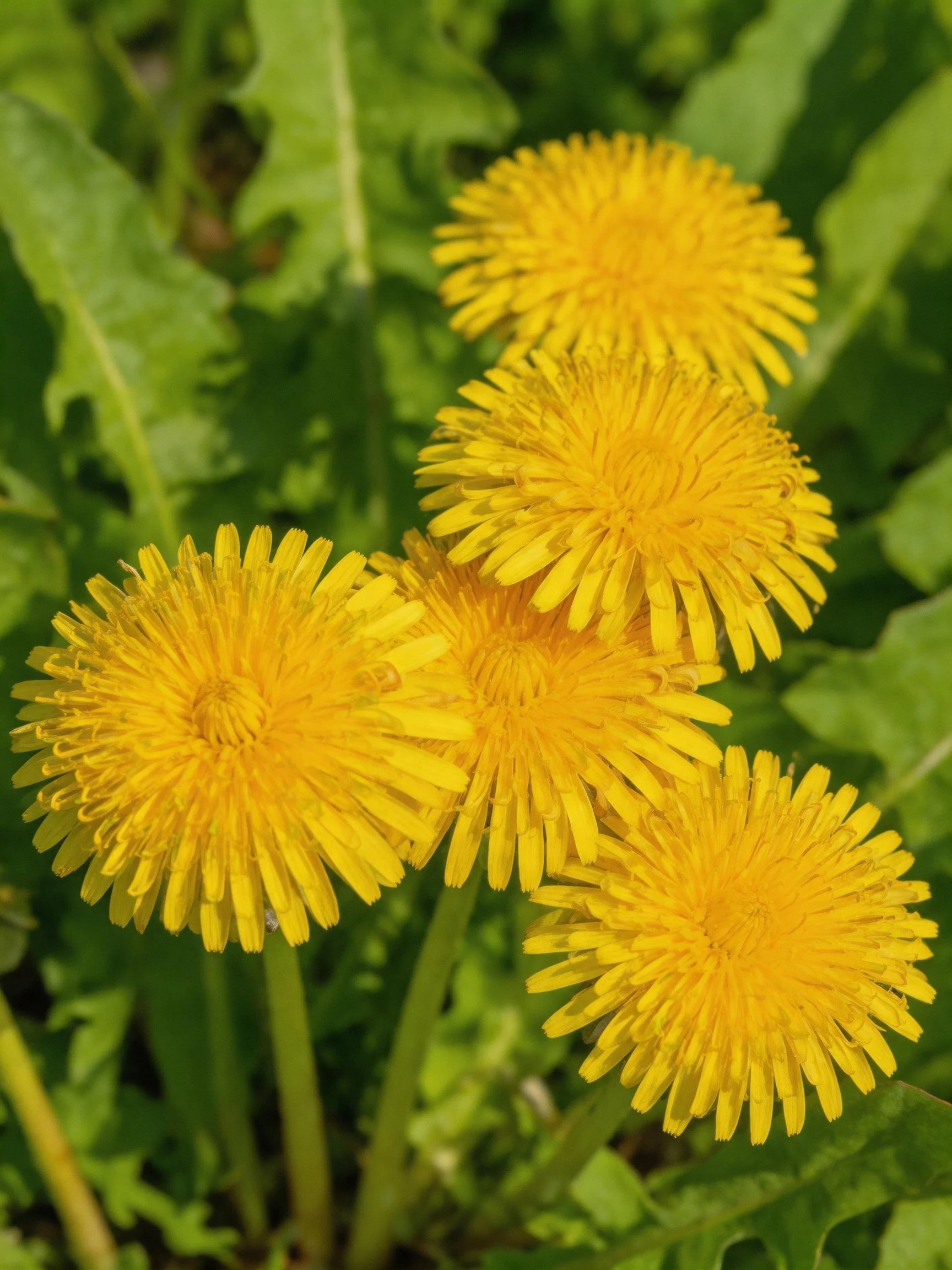 Five vibrant yellow dandelion blooms among lush green leaves