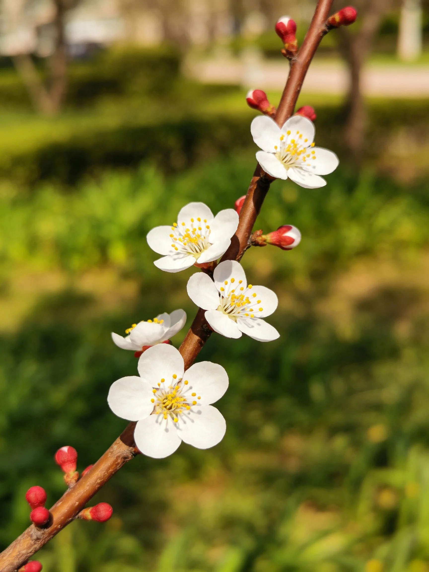 Five white blossoms and red buds on a brown tree branch