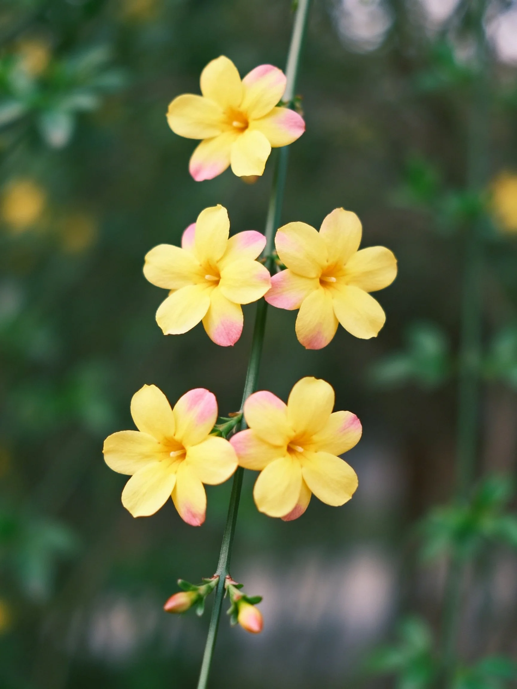 Five yellow and pink flowers bloom along a slender green stem