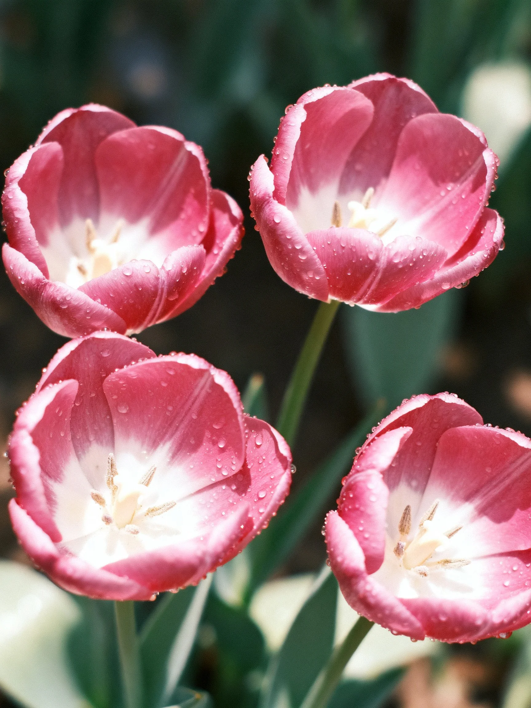 Four pink tulips with water droplets and white centers