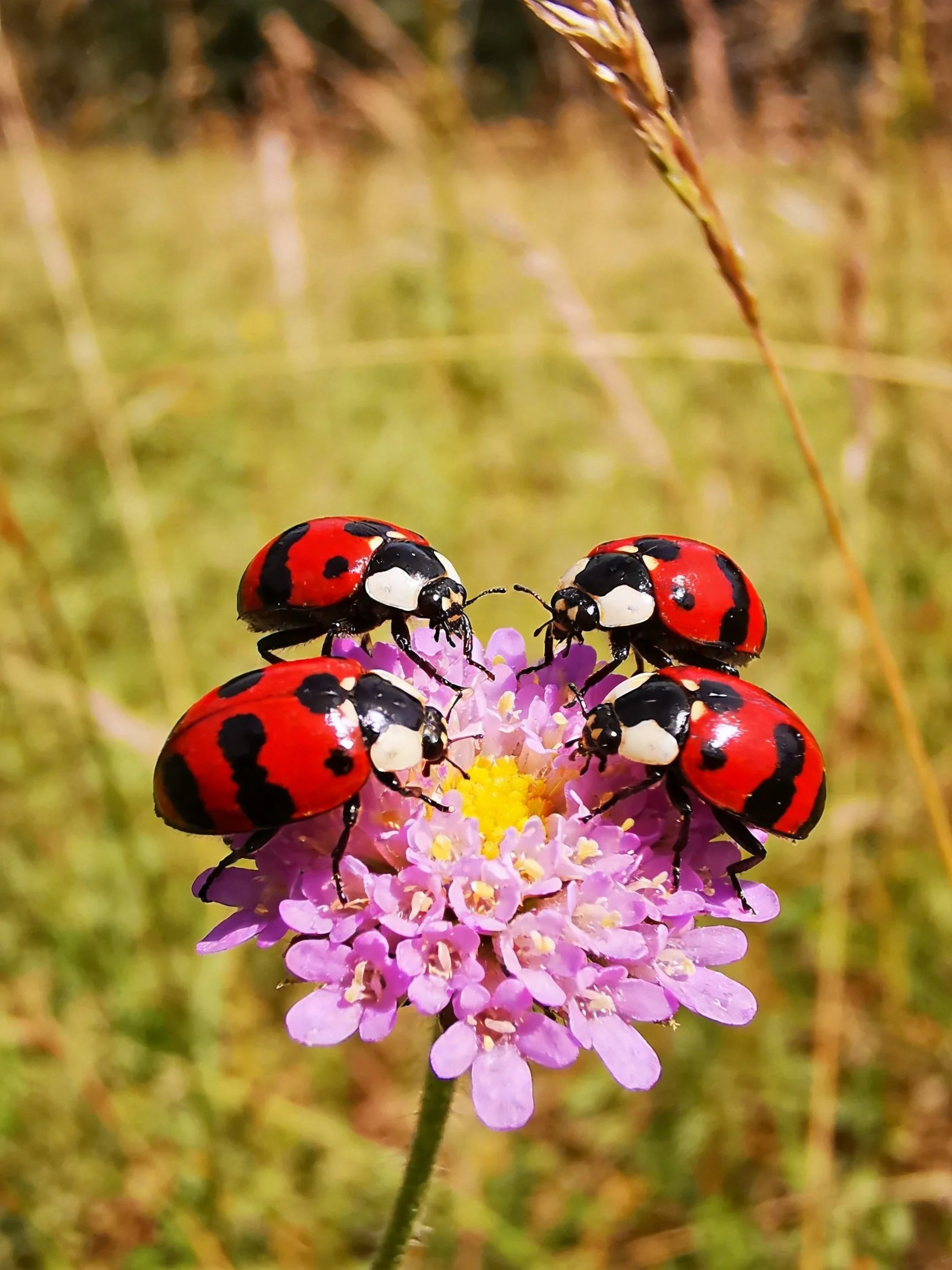 Four red-and-black ladybugs cluster on a purple flower