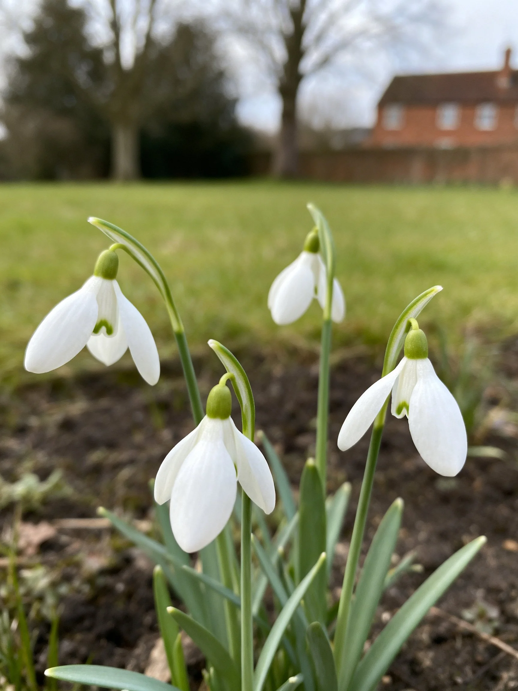 Four snowdrop flowers blooming in a garden with greenery and a brick house