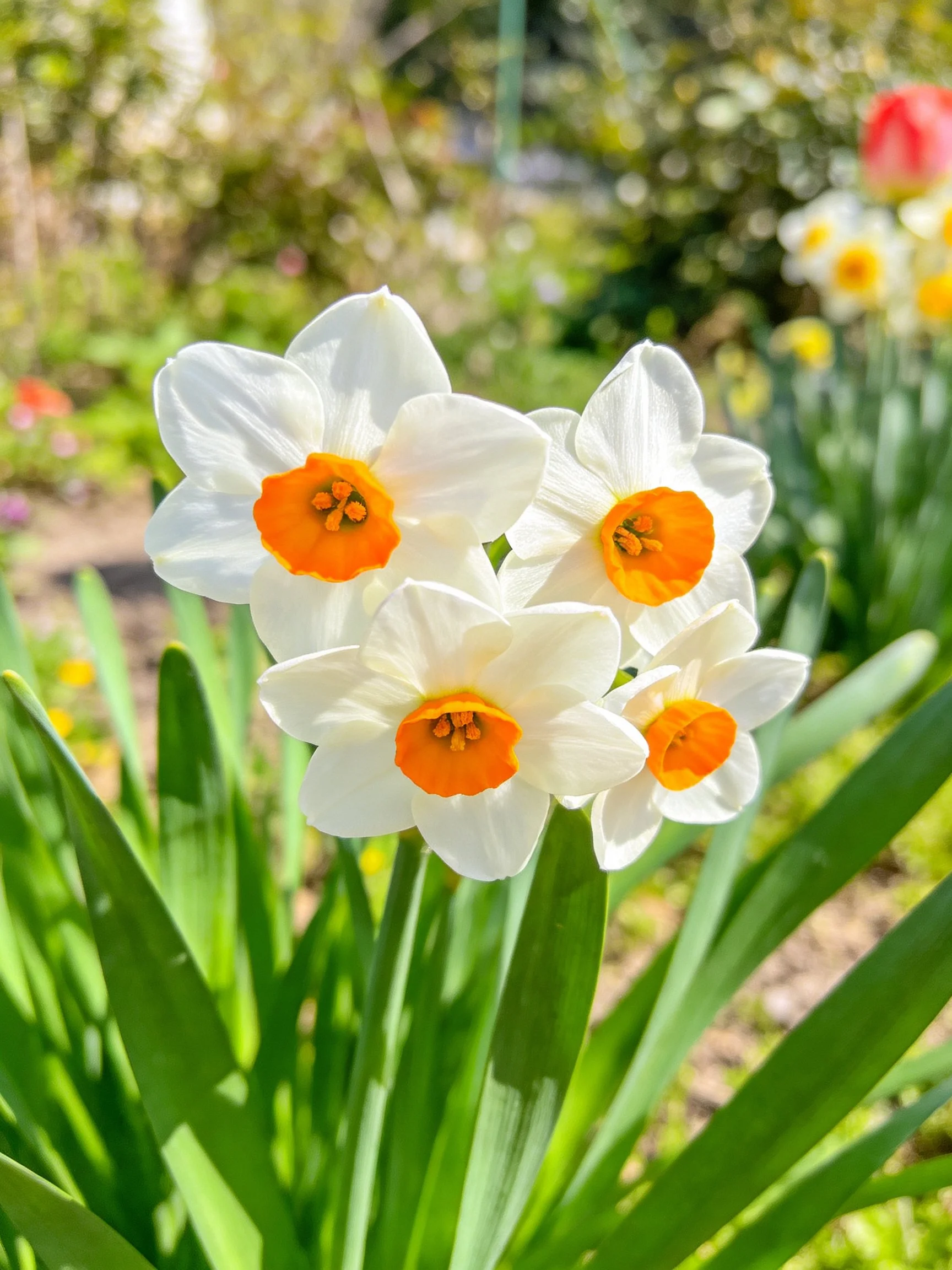 Four white daffodil blooms with bright orange centers amidst green foliage