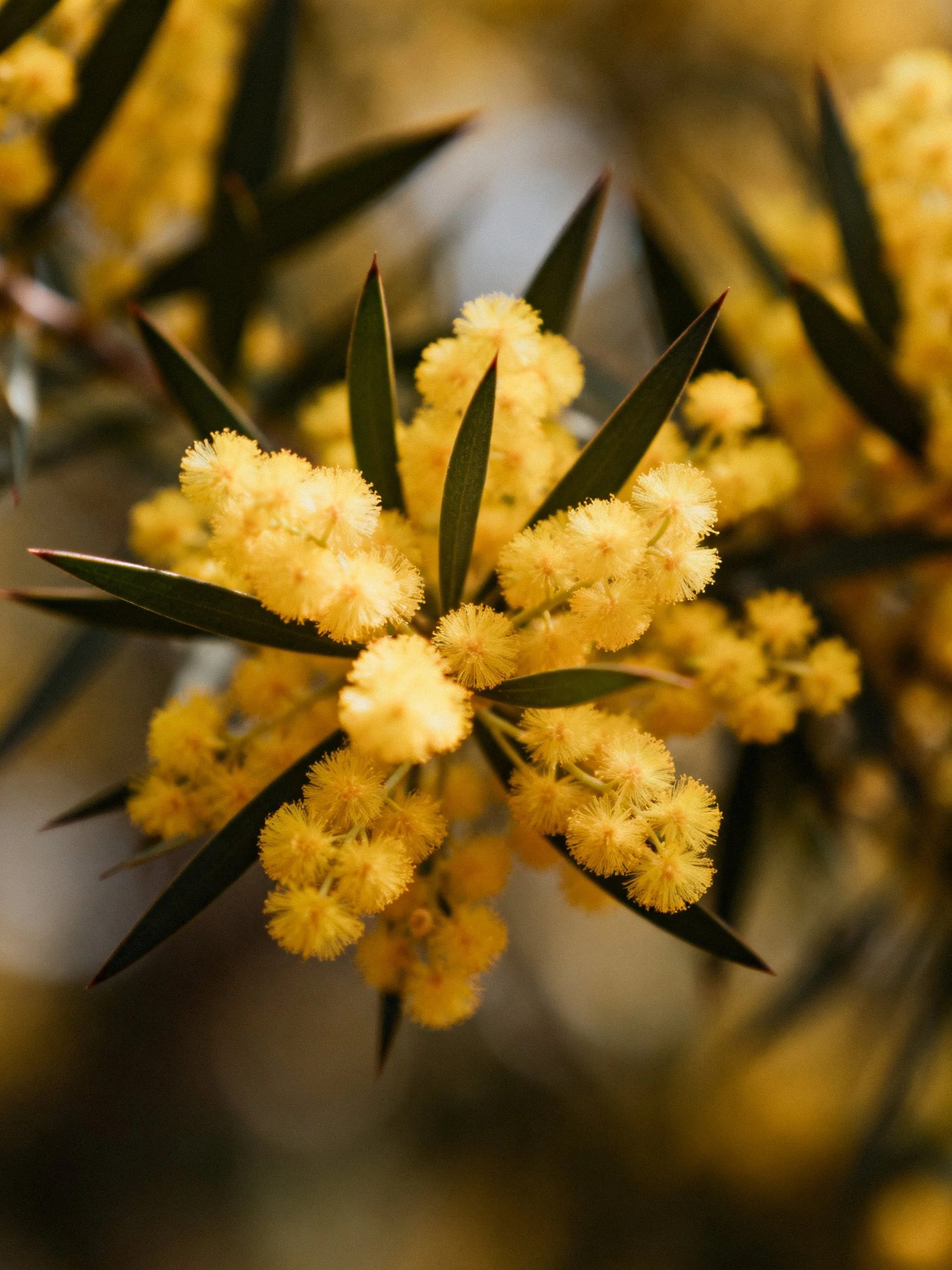 Golden Wattle Flowers Clustered with Dark Green Leaves