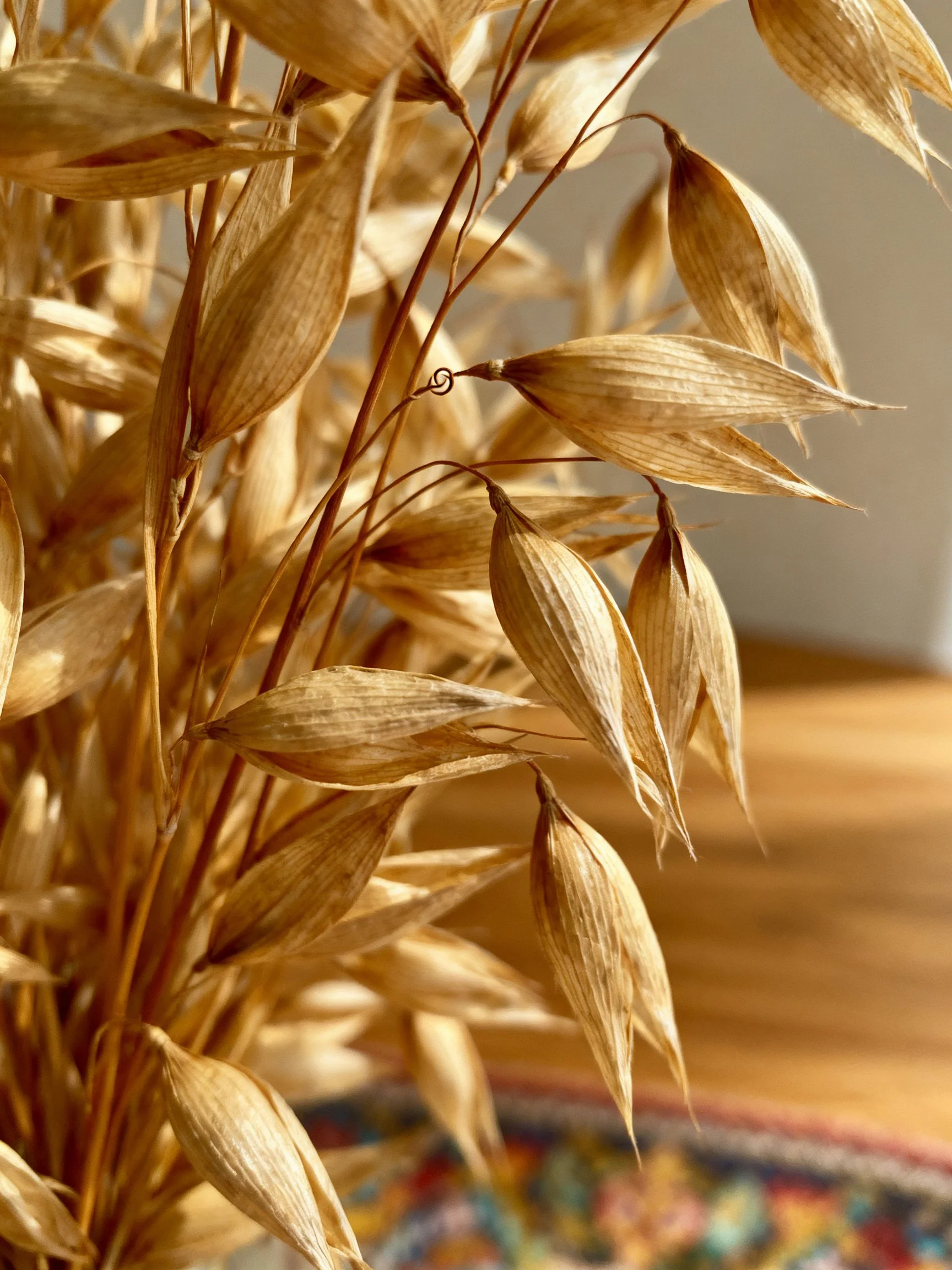 Golden dried oat stalks illuminated by warm light