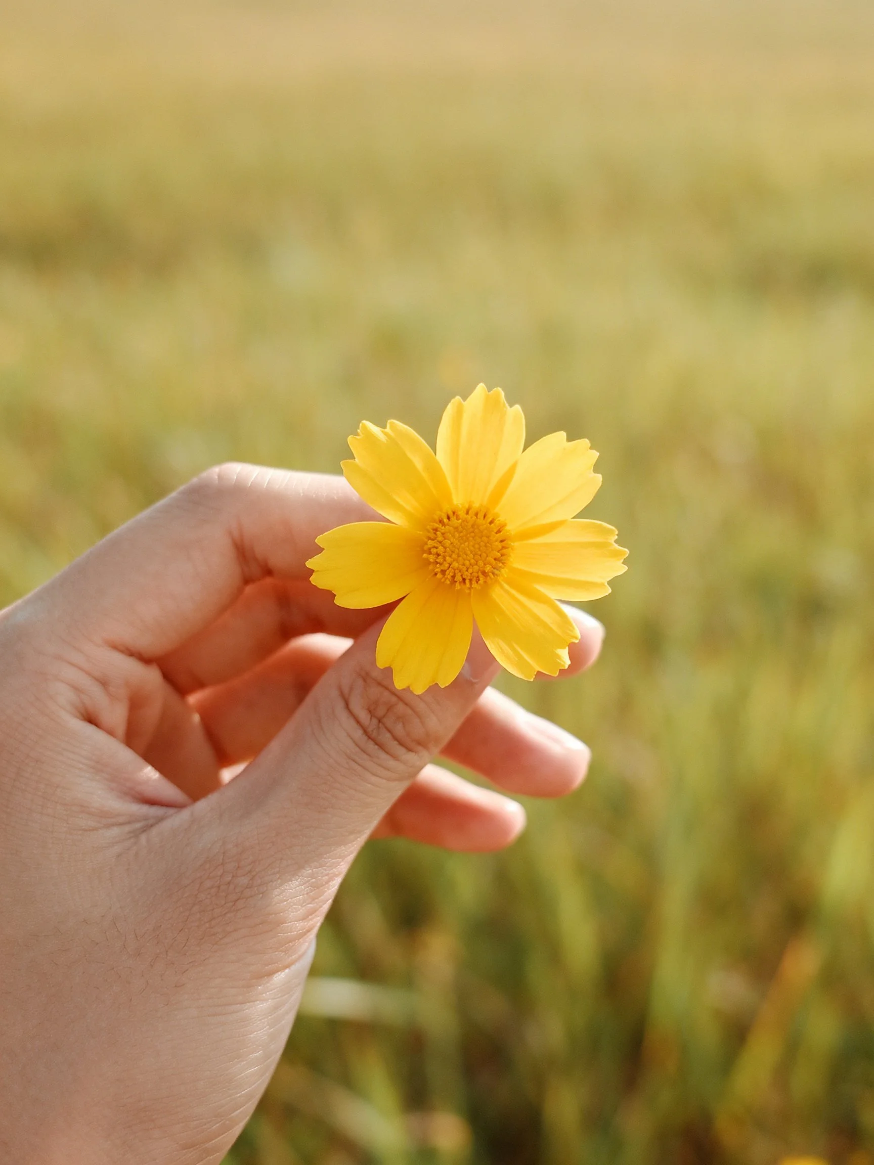 Hand holding a vibrant yellow flower against a blurred green meadow