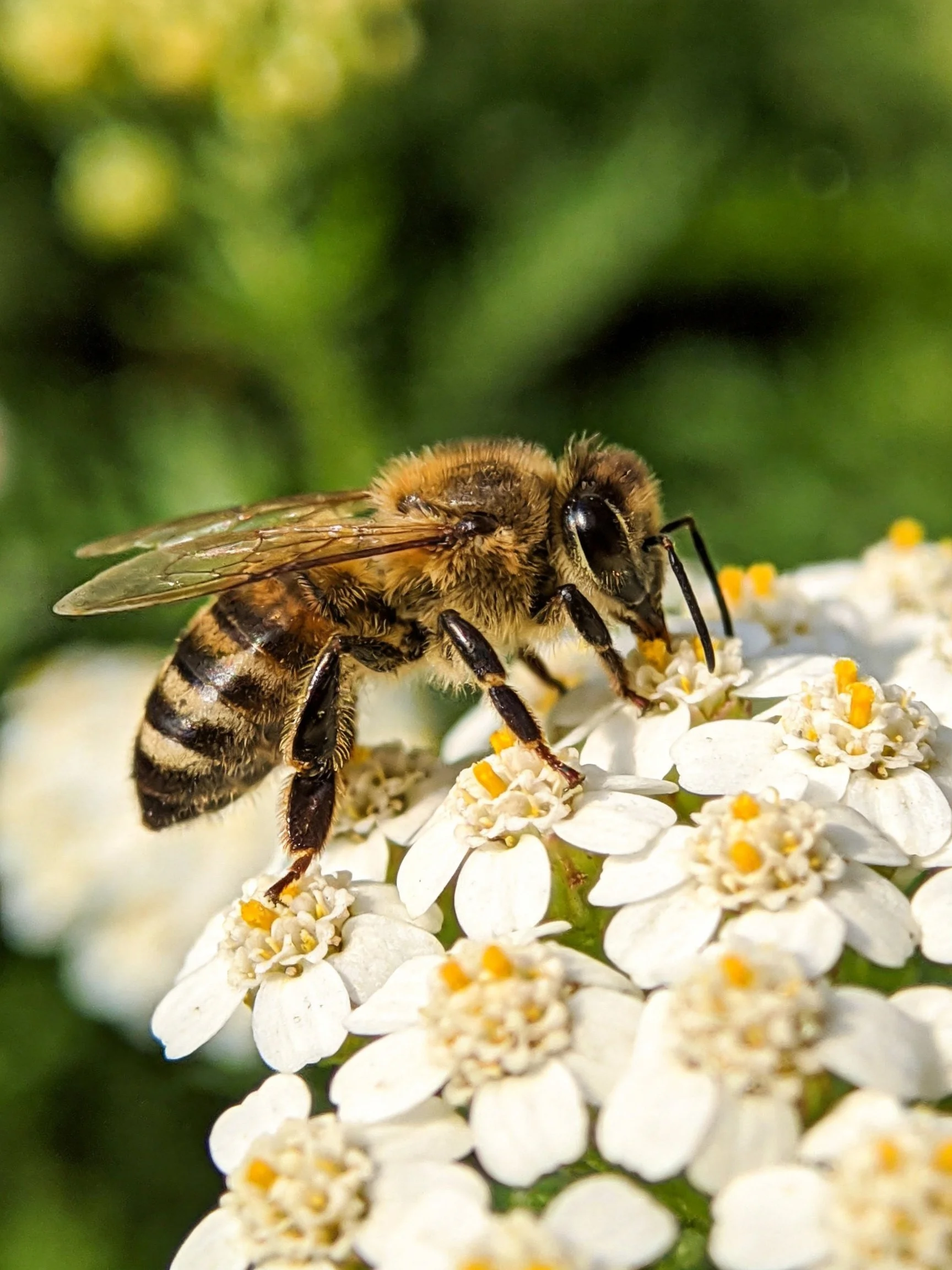 Honeybee Pollinating Small White Clustered Flowers
