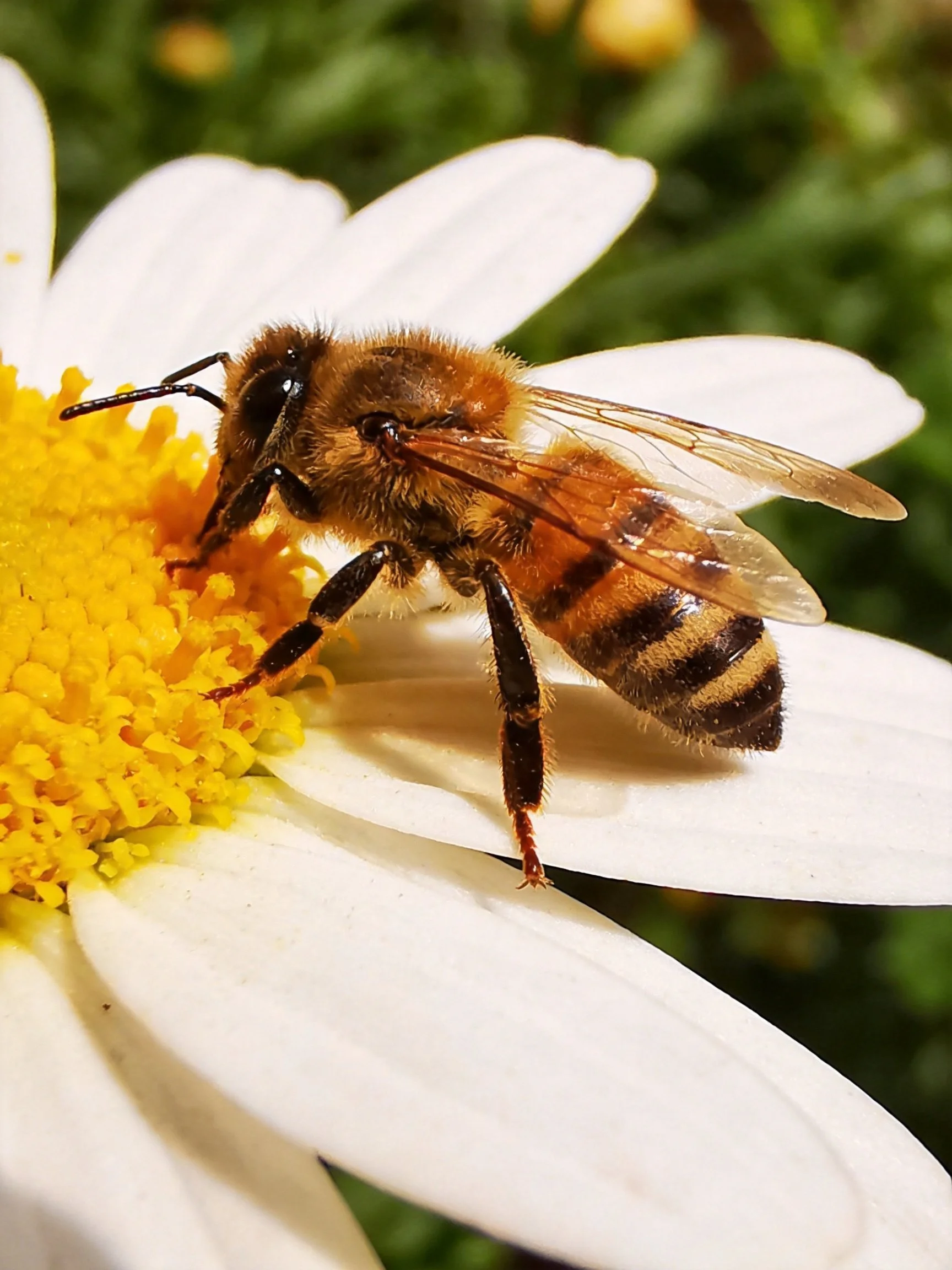 Honeybee collecting nectar from a white daisy