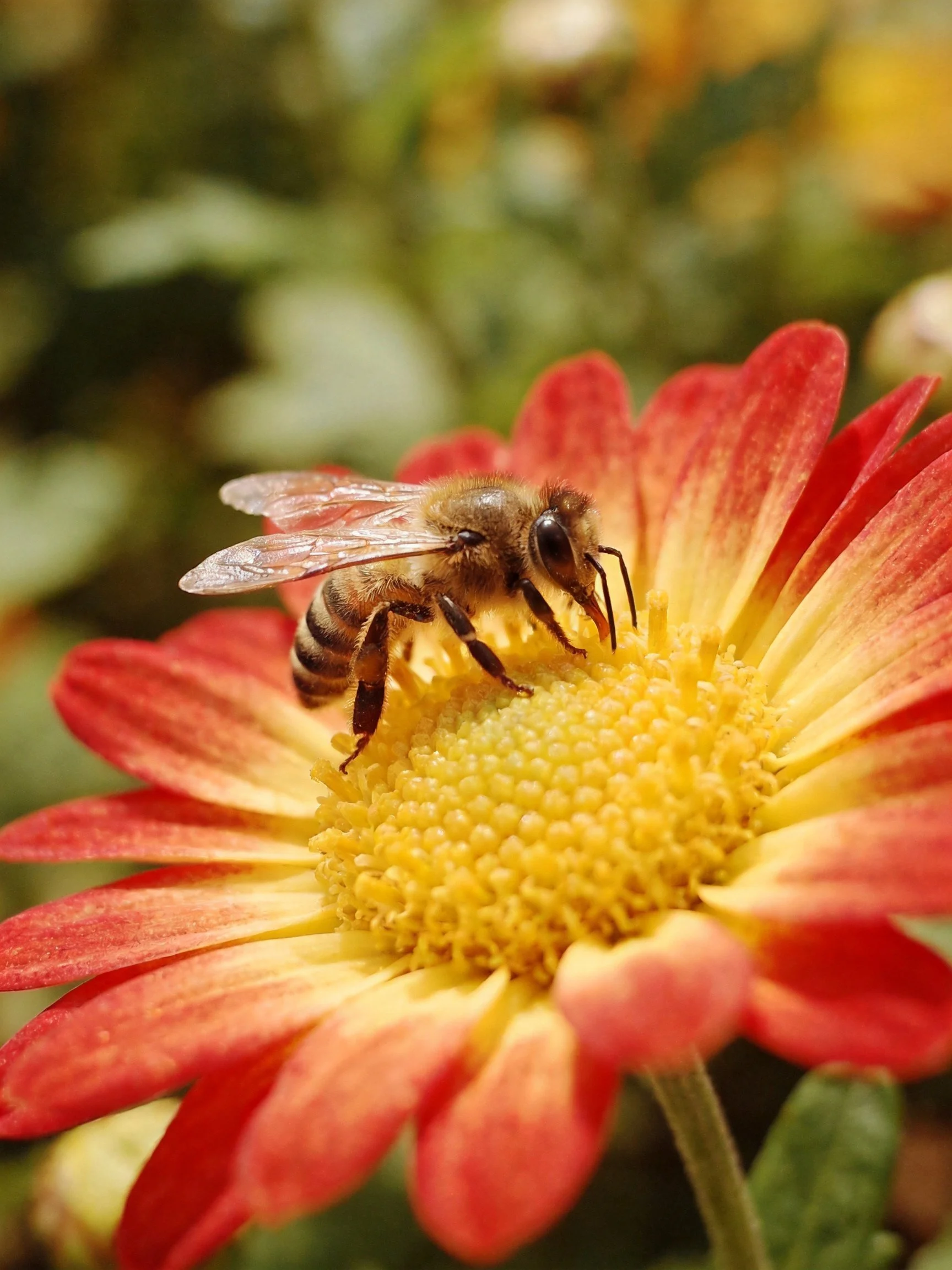Honeybee gathering pollen from a red-yellow flower