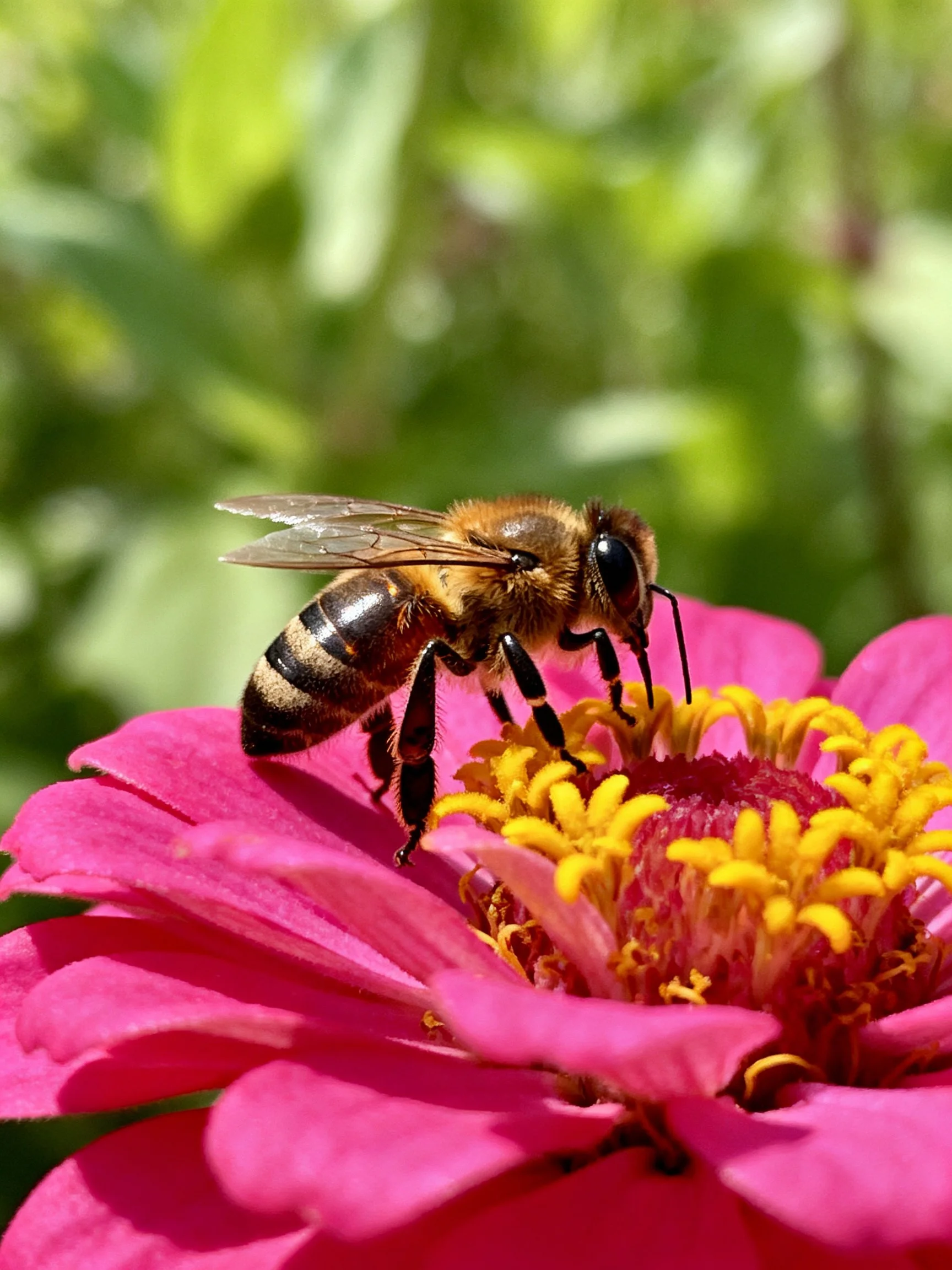 Honeybee gathering pollen on a bright pink zinnia