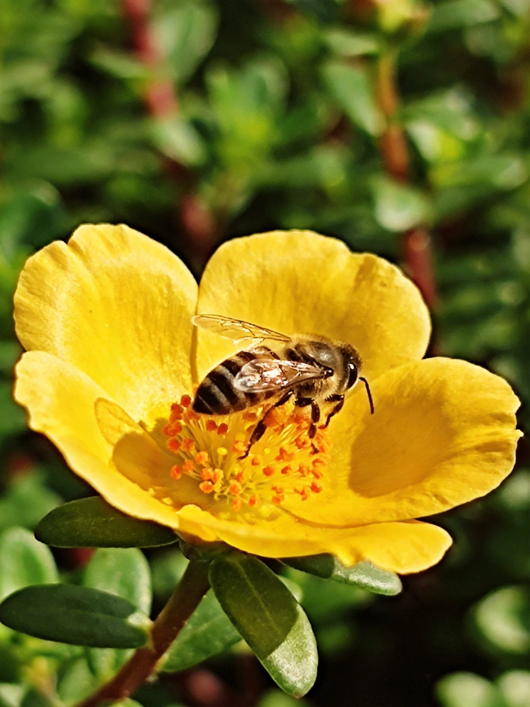 Honeybee gathering pollen on a bright yellow flower