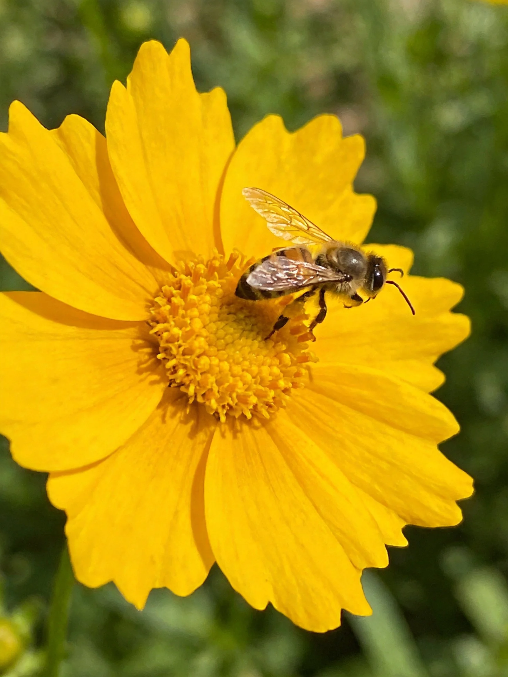 Honeybee gathering pollen on vibrant yellow flower