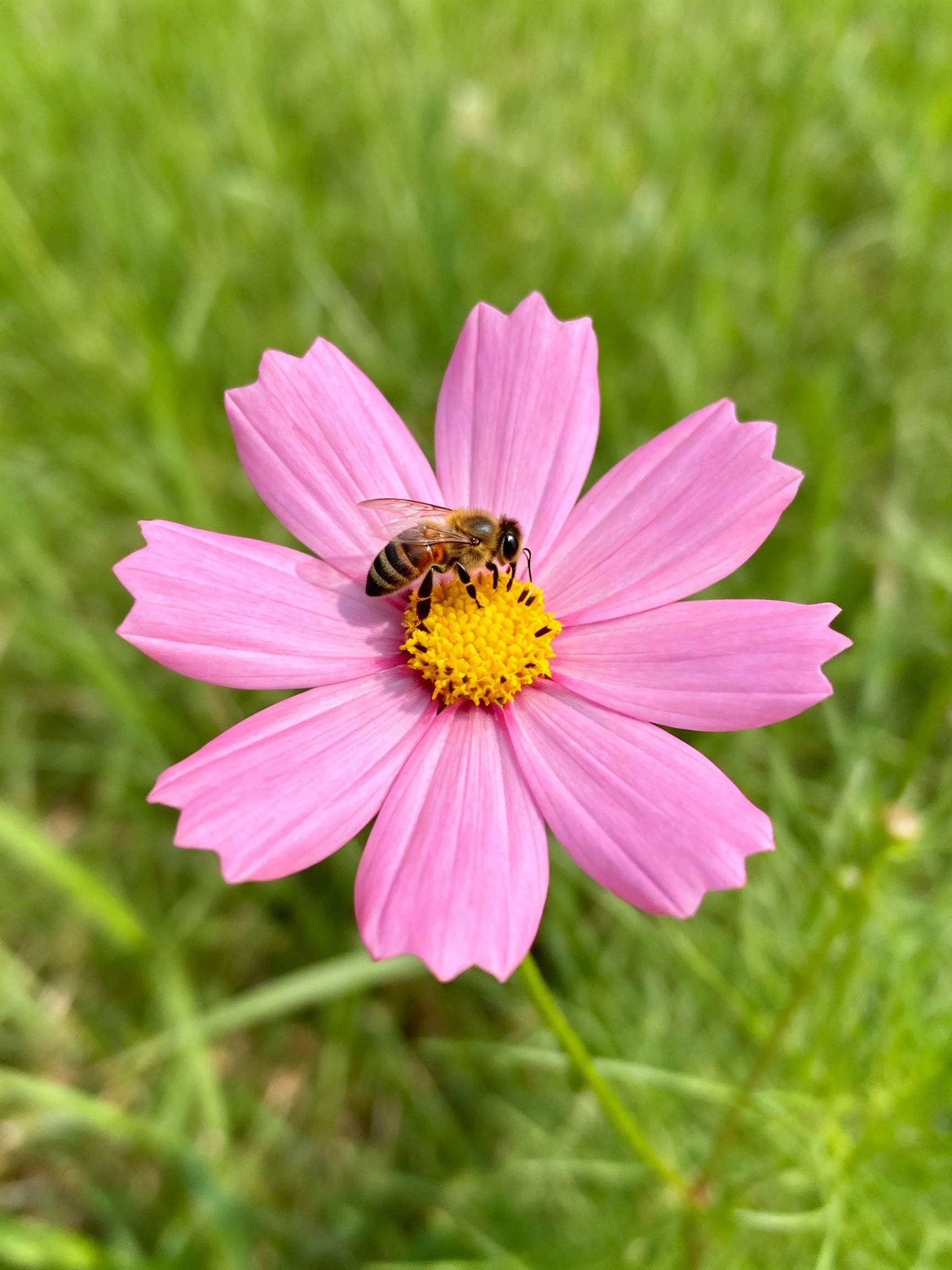 Honeybee on vibrant pink cosmos flower with yellow center