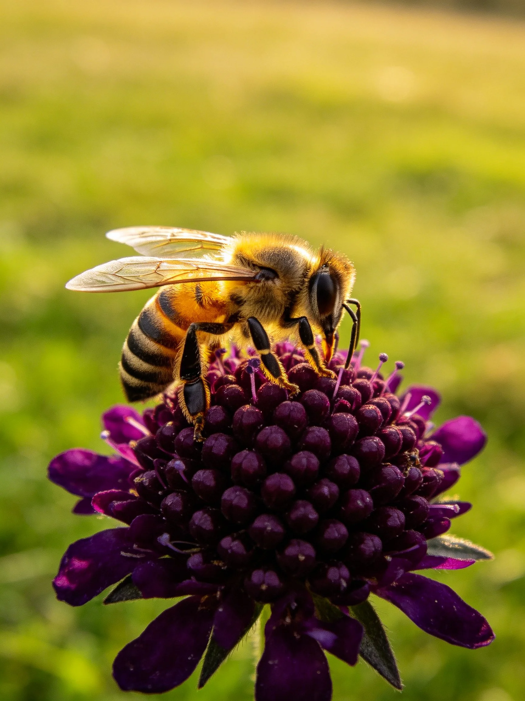Honeybee perched on a deep purple spherical flower