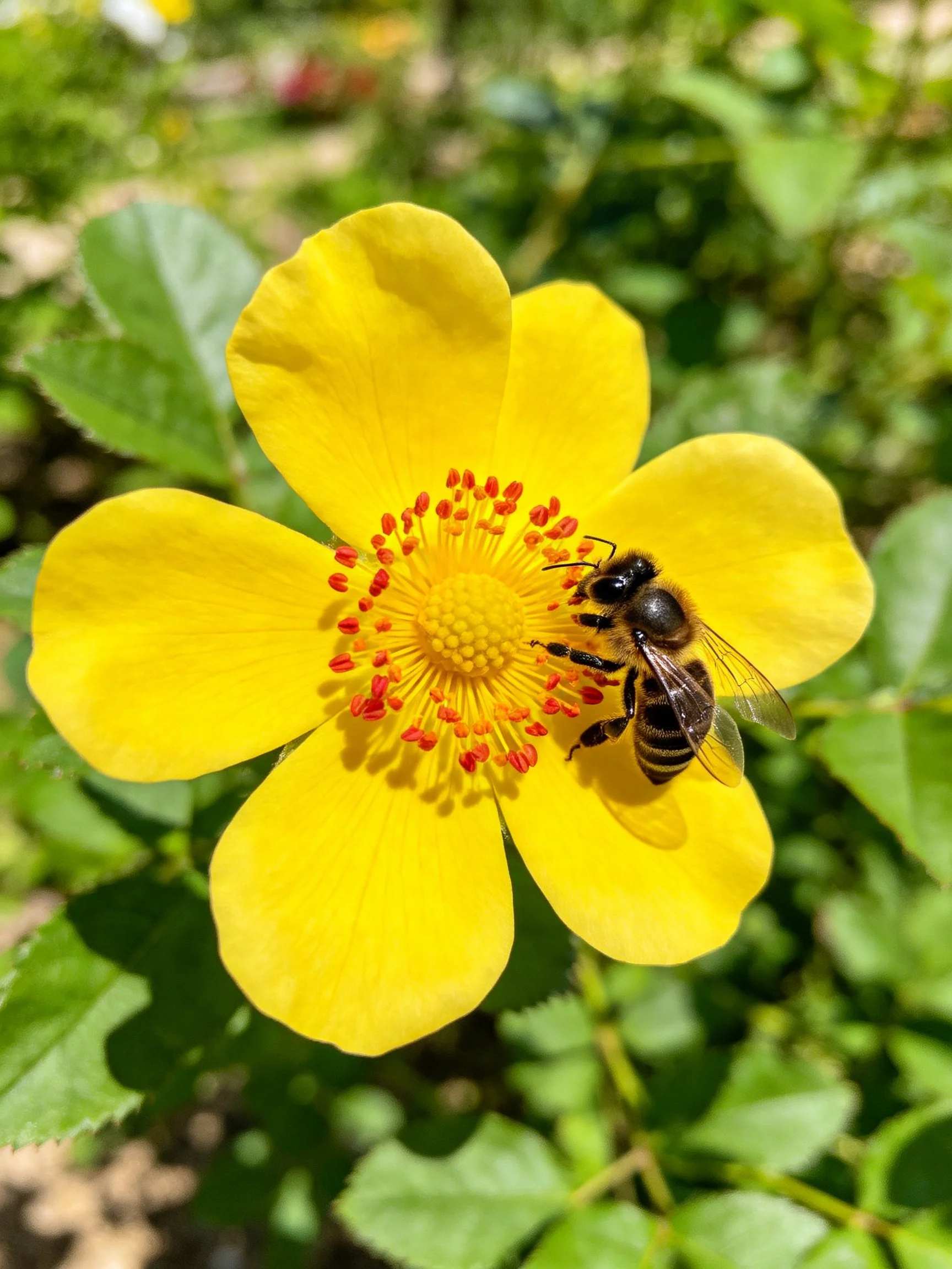 Honeybee pollinating a bright yellow flower with green foliage