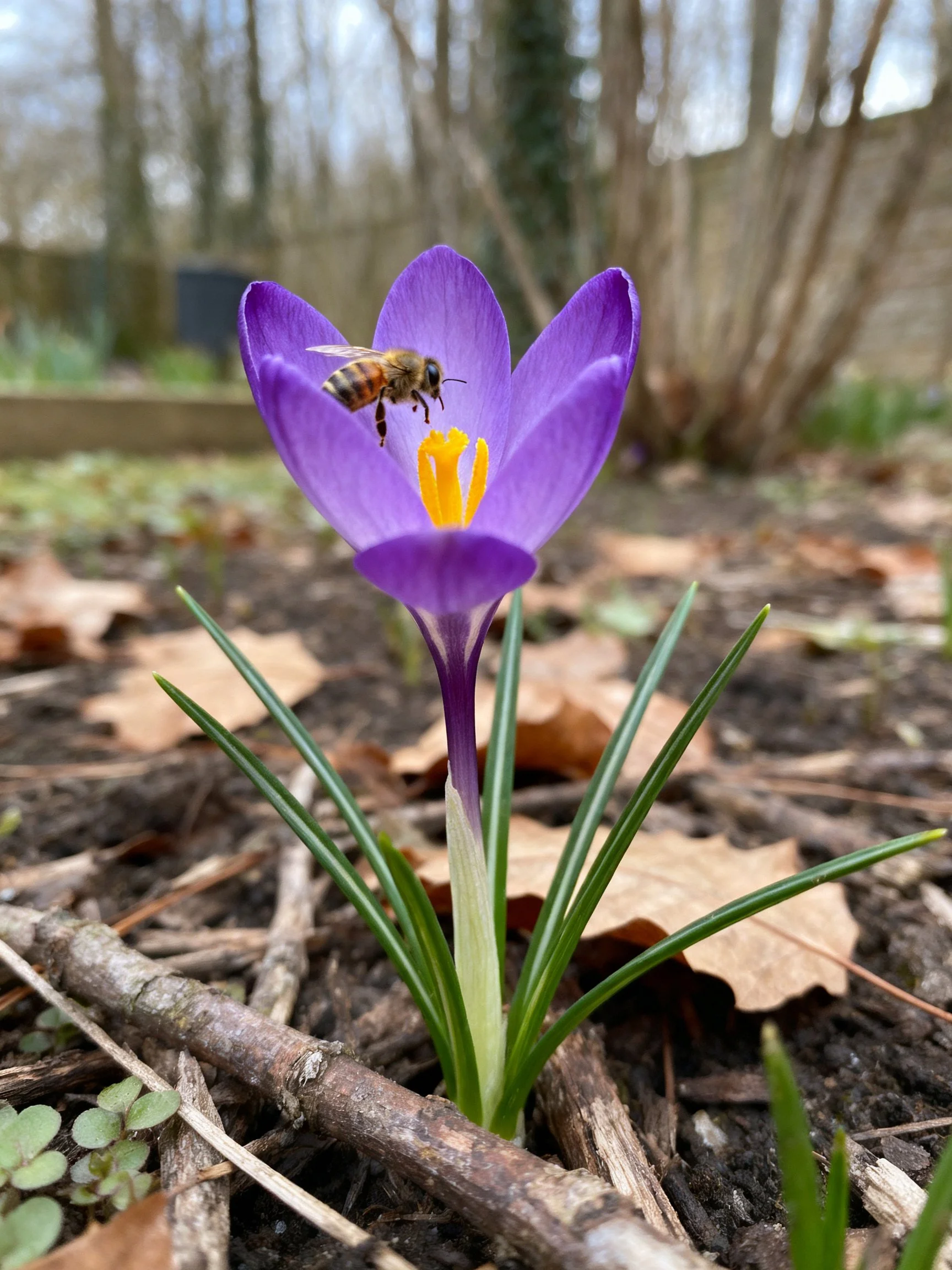 Honeybee pollinating vibrant purple crocus amid fallen leaves
