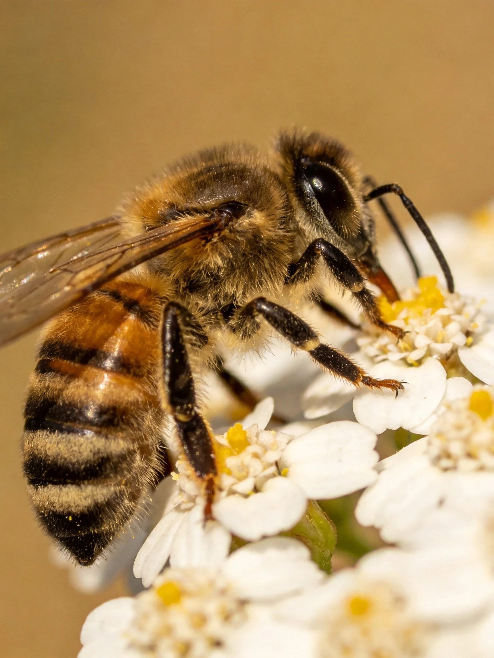 Honeybee with black and golden stripes pollinating tiny white blooms