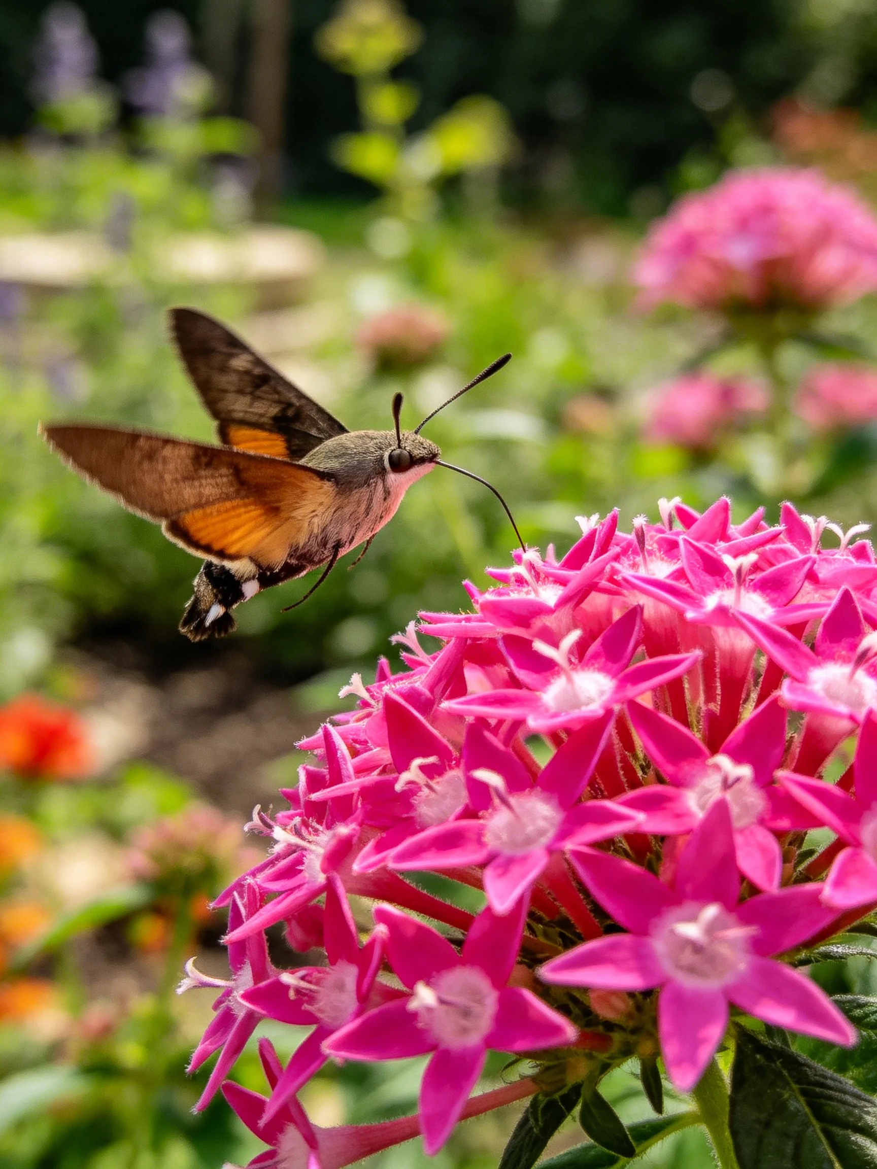 Hummingbird hawk-moth hovering over vibrant pink star-shaped flowers