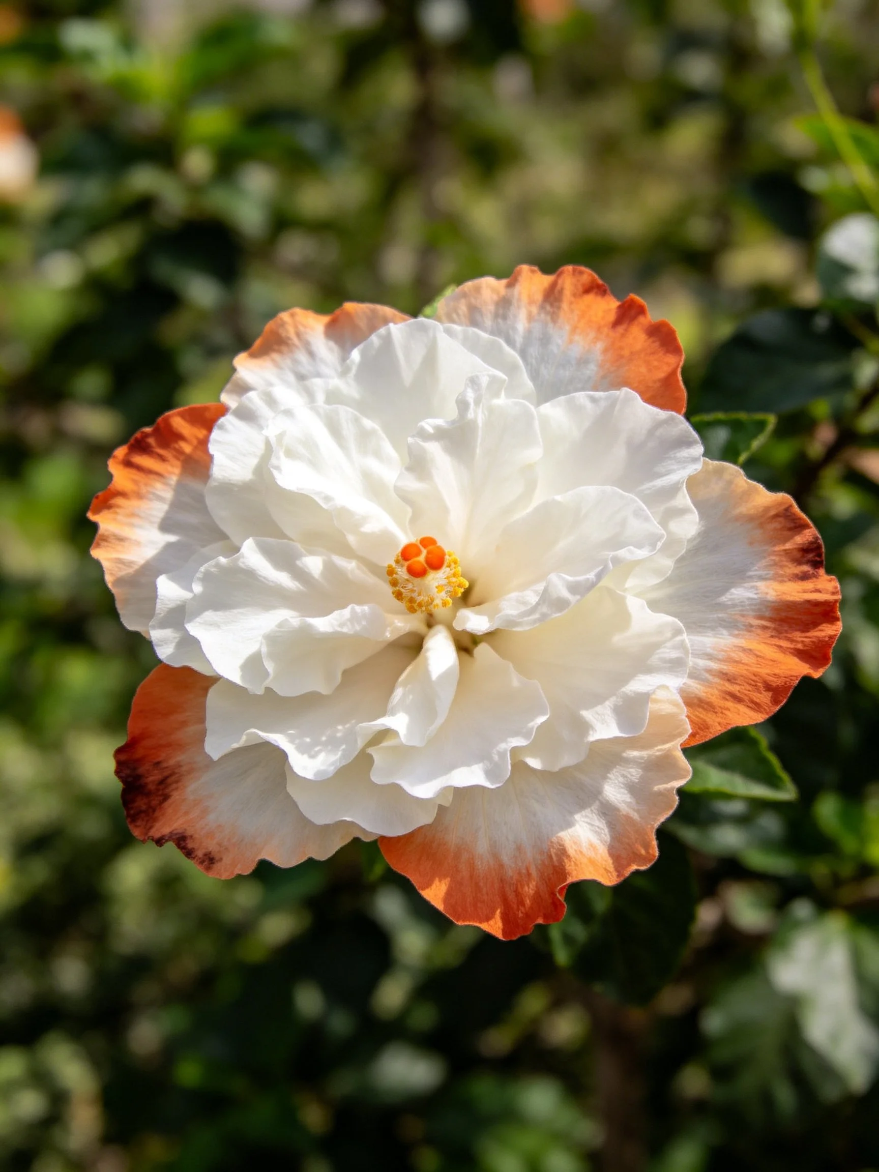 Large hibiscus flower with white and orange petals