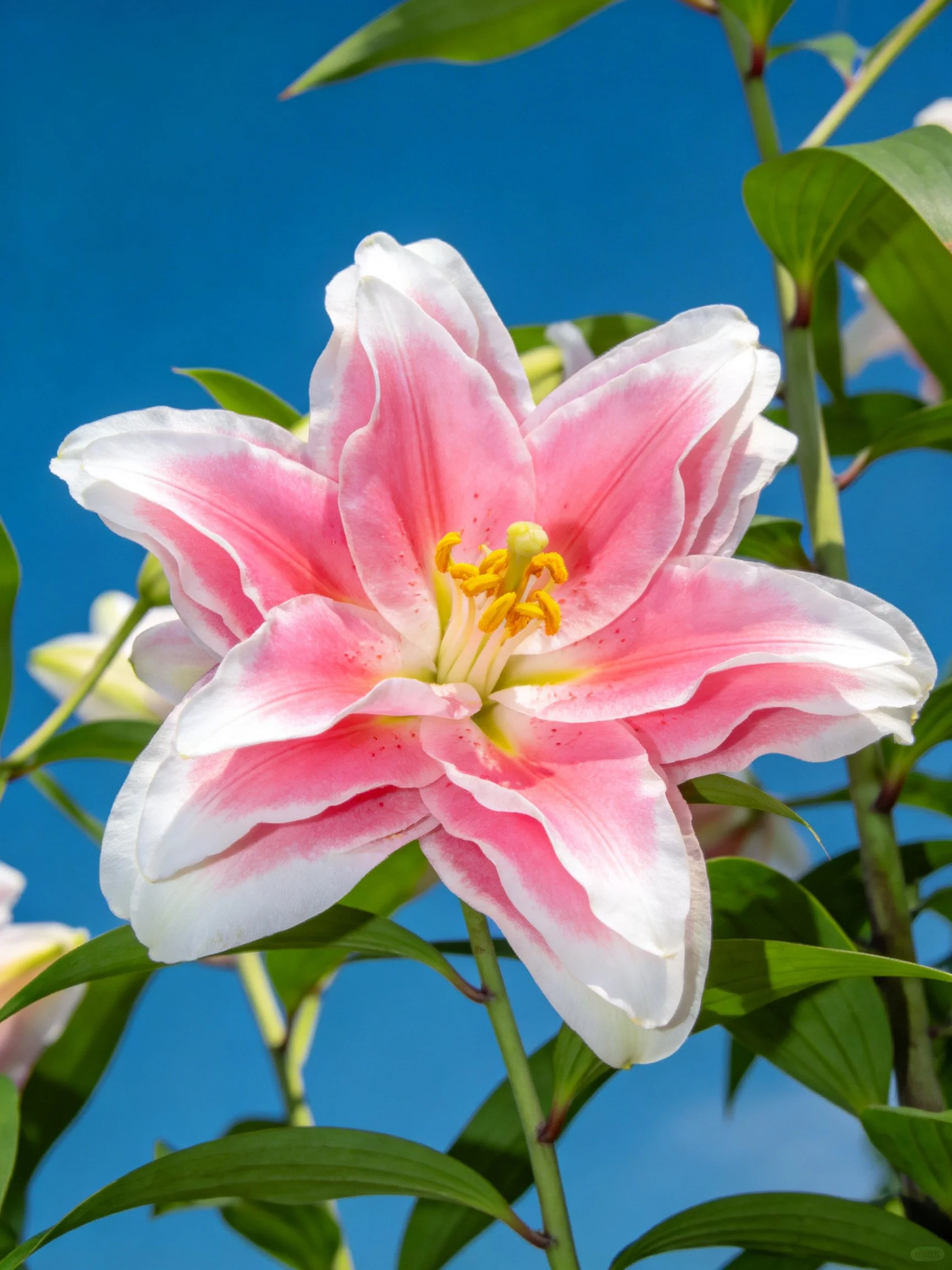 Large pink and white lily flower with green foliage