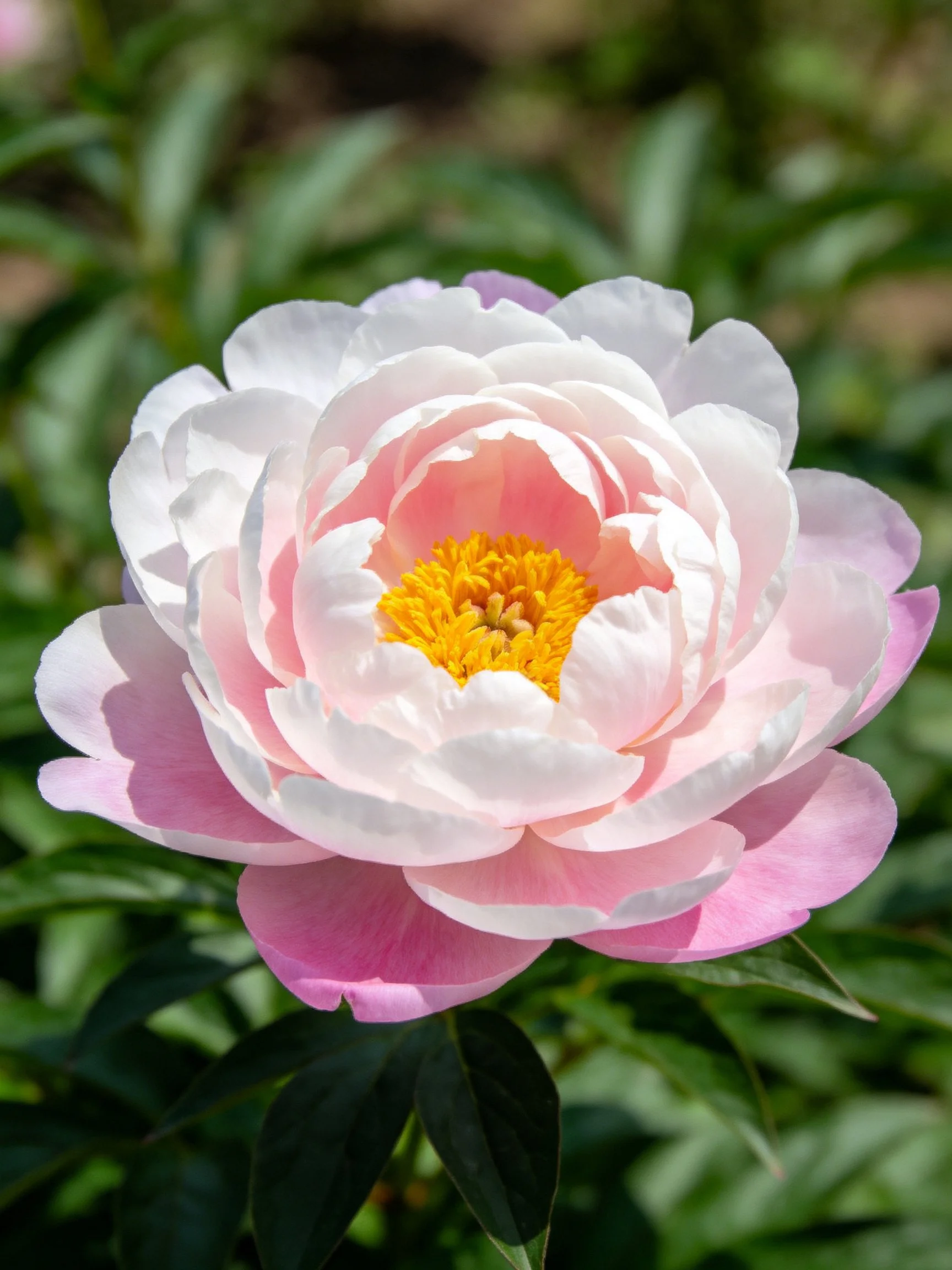 Large pink and white peony with bright yellow center amid green foliage