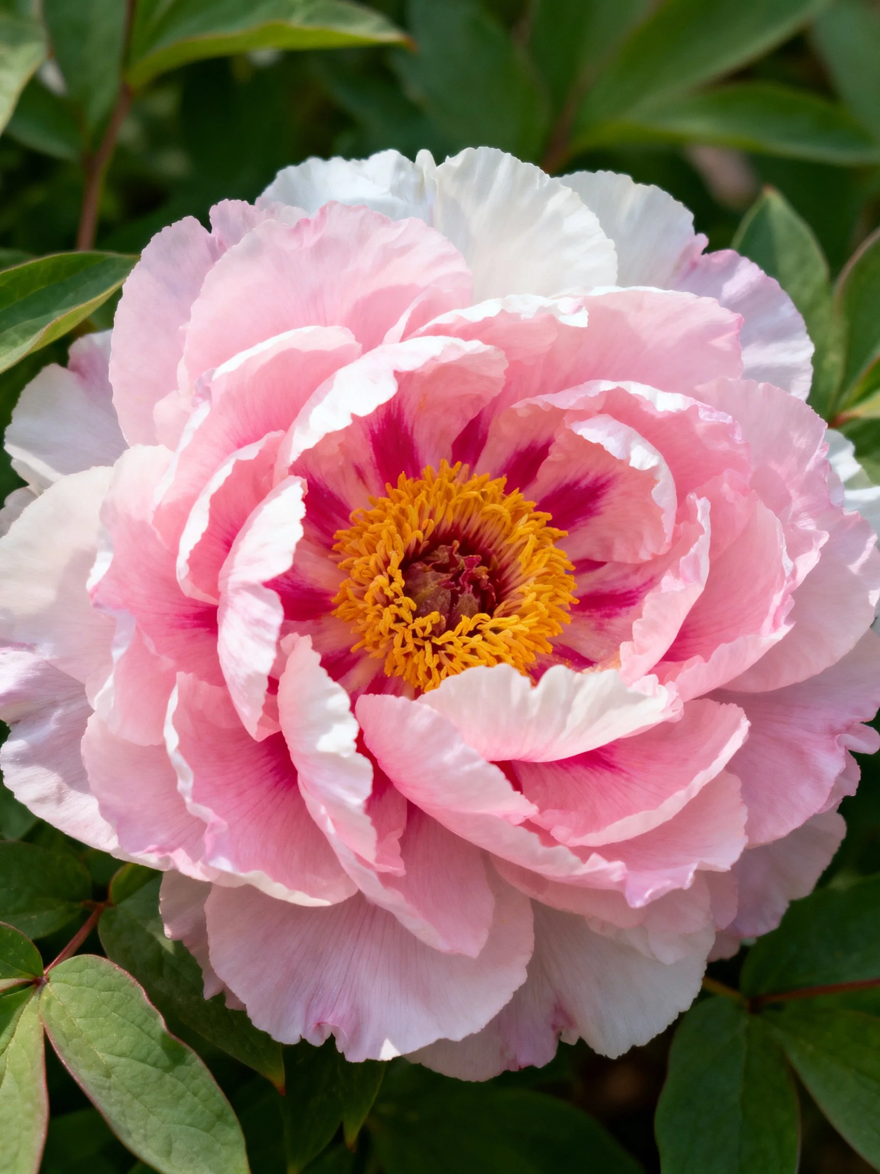 Large pink and white peony with golden center among green foliage