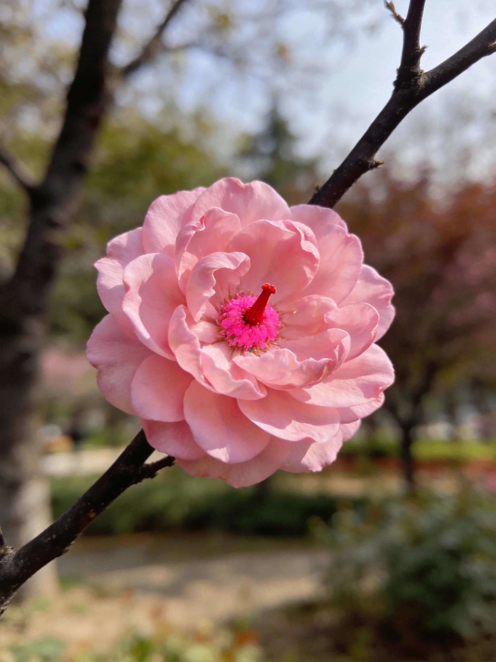 Large pink flower with layered petals on a dark branch in a sunny park