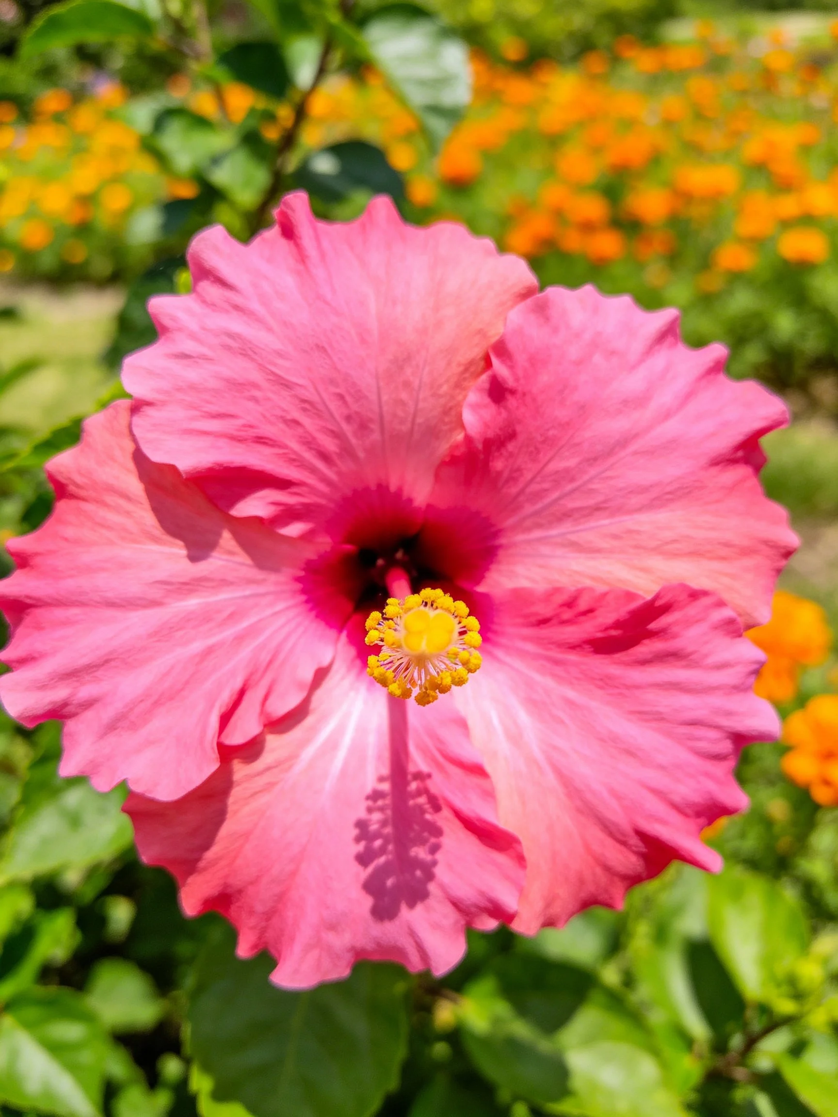 Large pink hibiscus flower with yellow center amid greenery