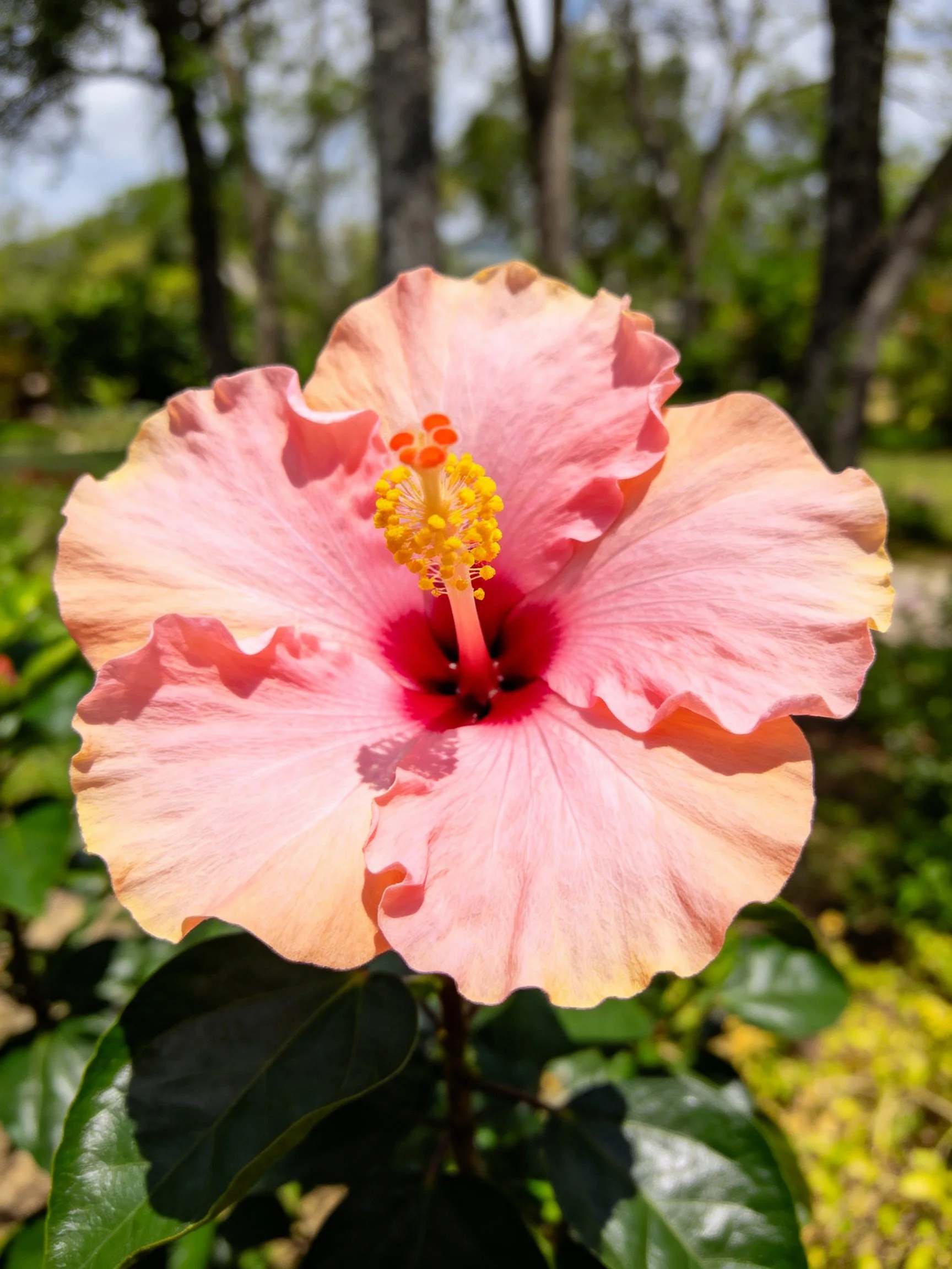 Large pink hibiscus with ruffled petals and red center