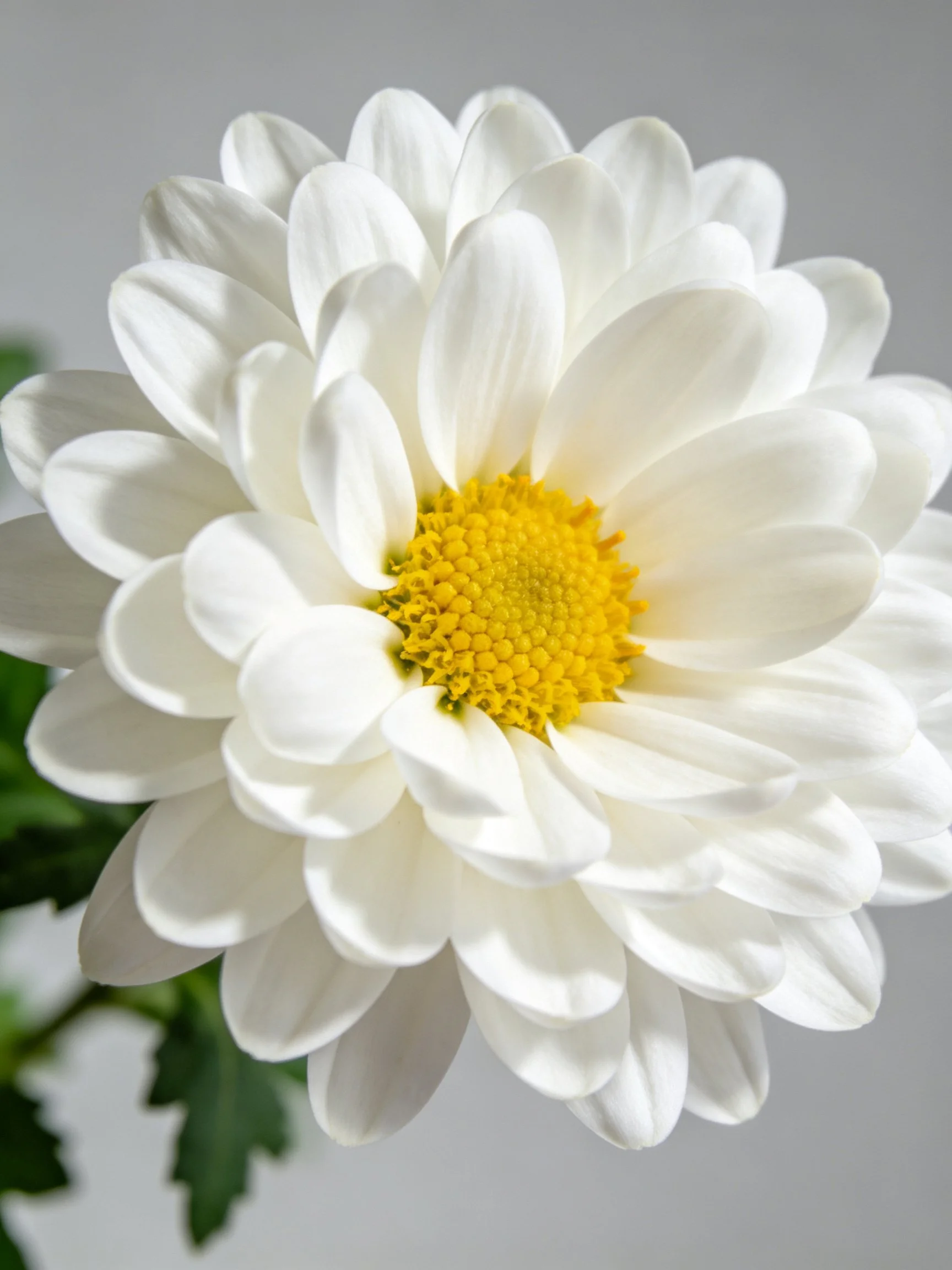 Large white daisy with layered petals and vibrant yellow center