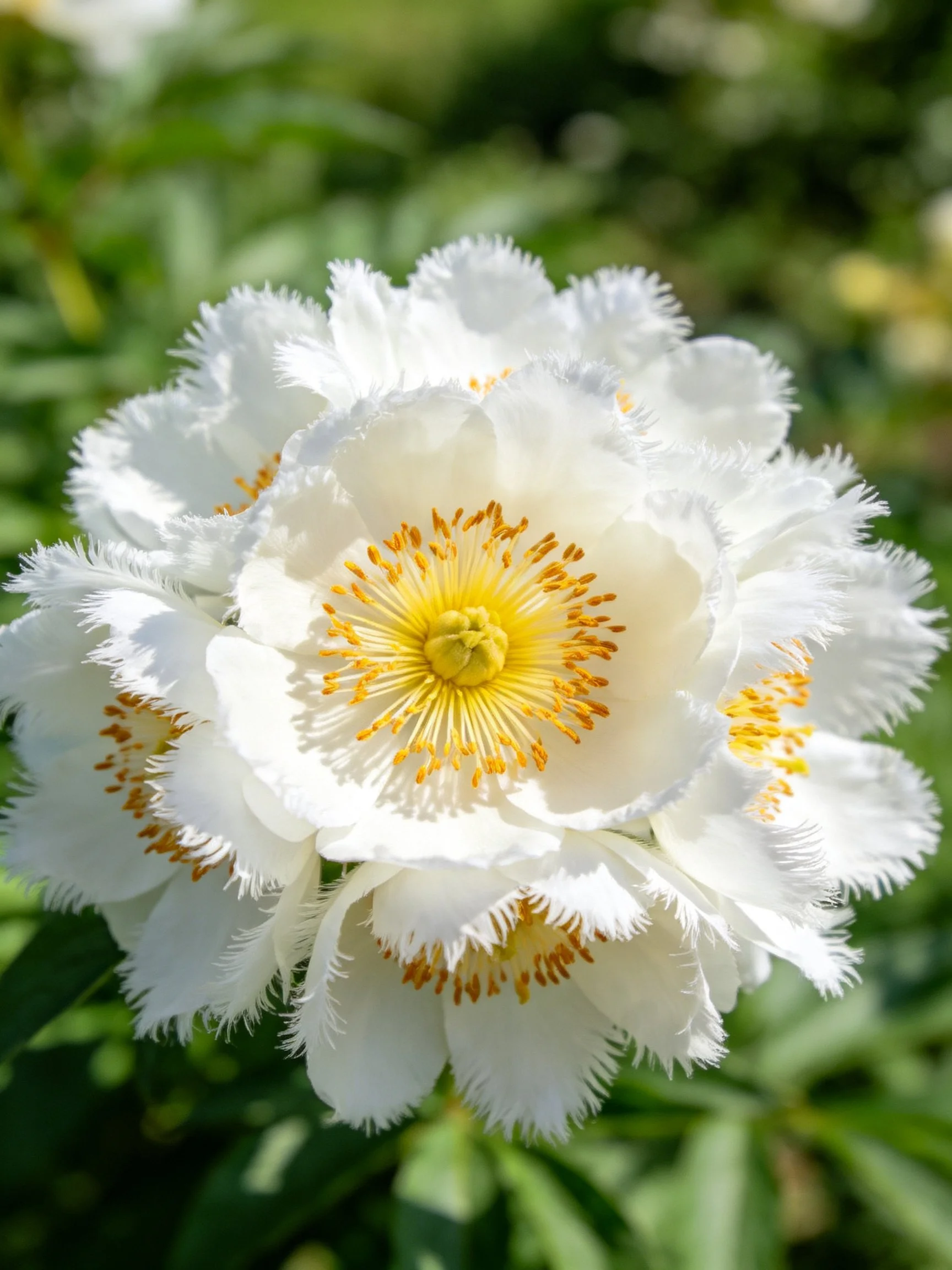 Large white fringed peony with golden stamens close - up