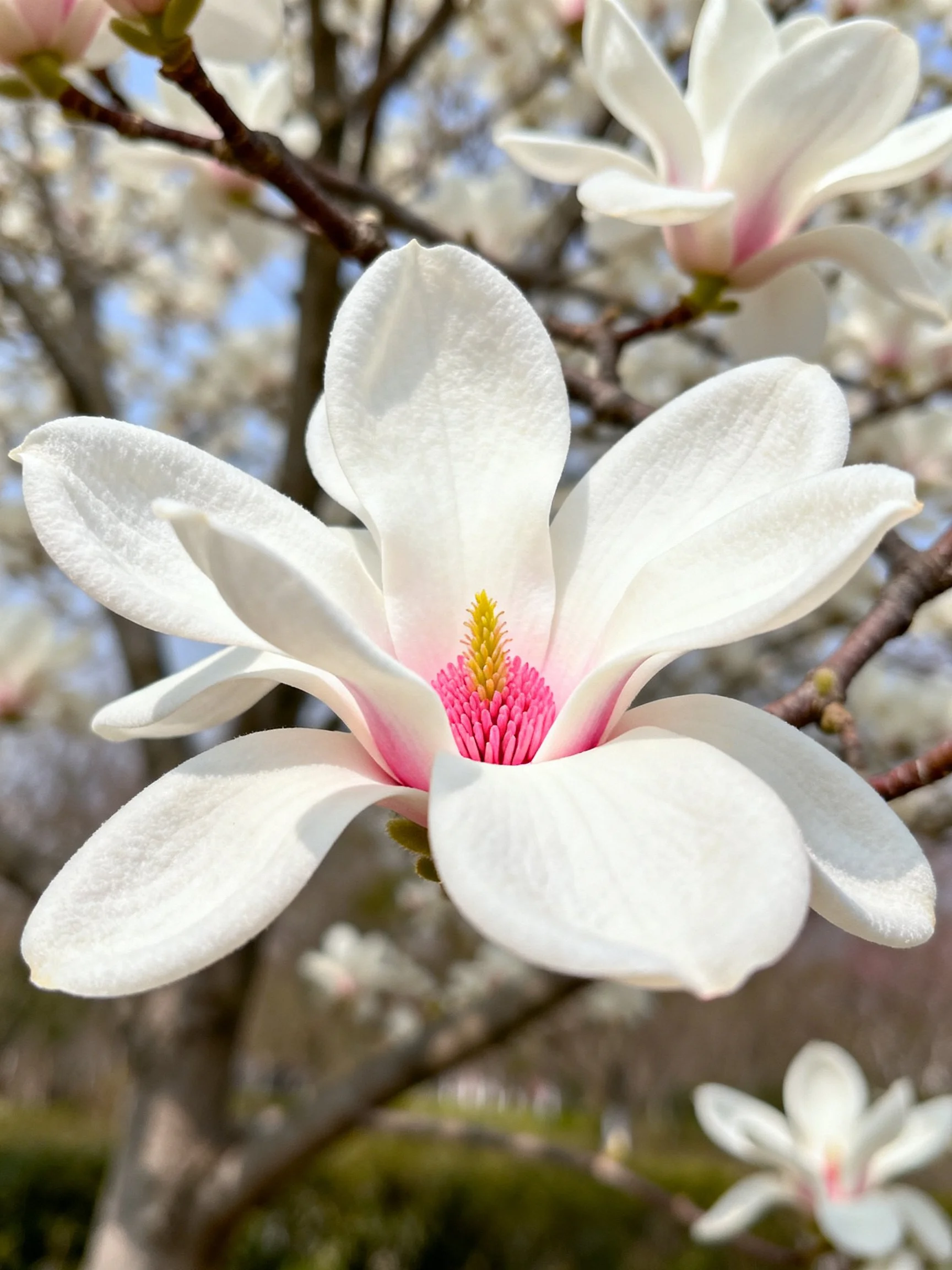 Large white magnolia blooms with pink centers on branches